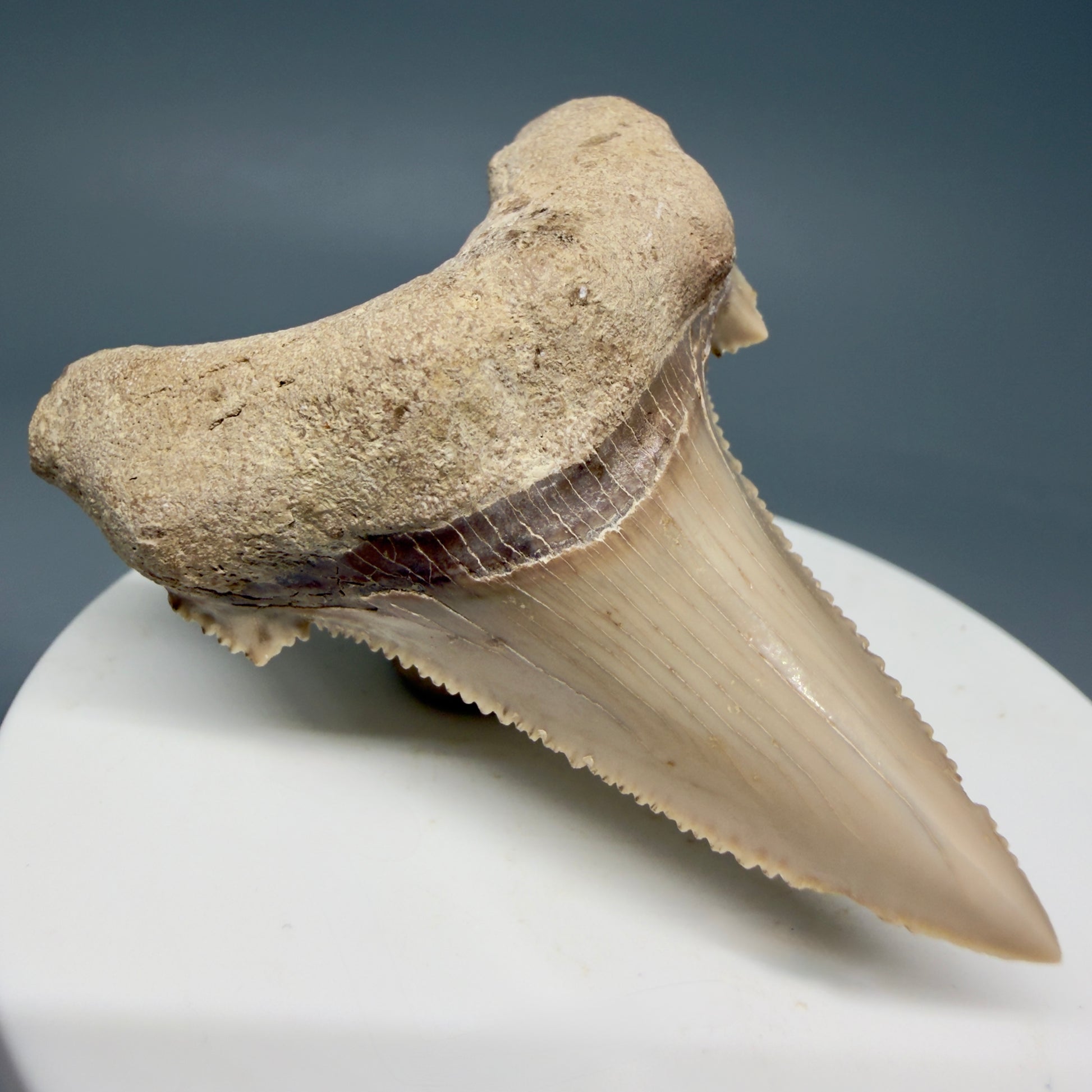 Front Left View Sharply Serrated 2.22" Carcharocles auriculatus Shark Tooth Fossil - Central Kazakhstan AU391