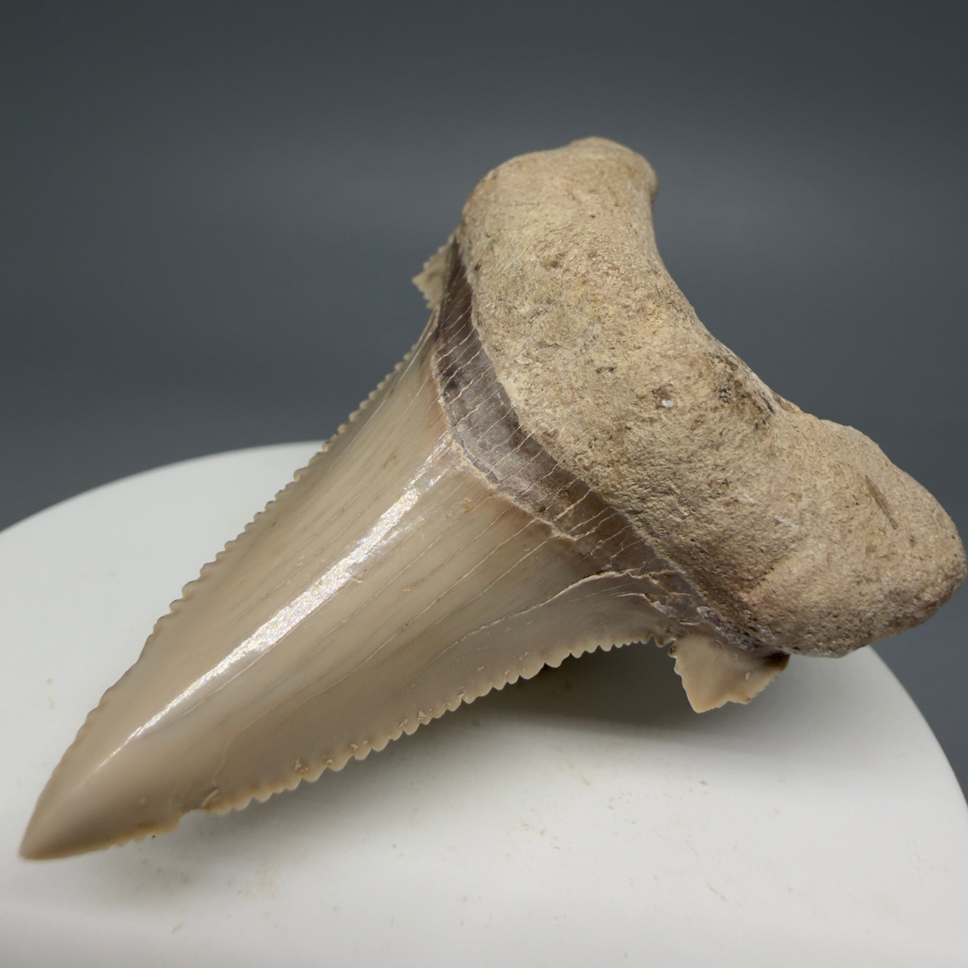 Front Right View Sharply Serrated 2.22" Carcharocles auriculatus Shark Tooth Fossil - Central Kazakhstan AU391