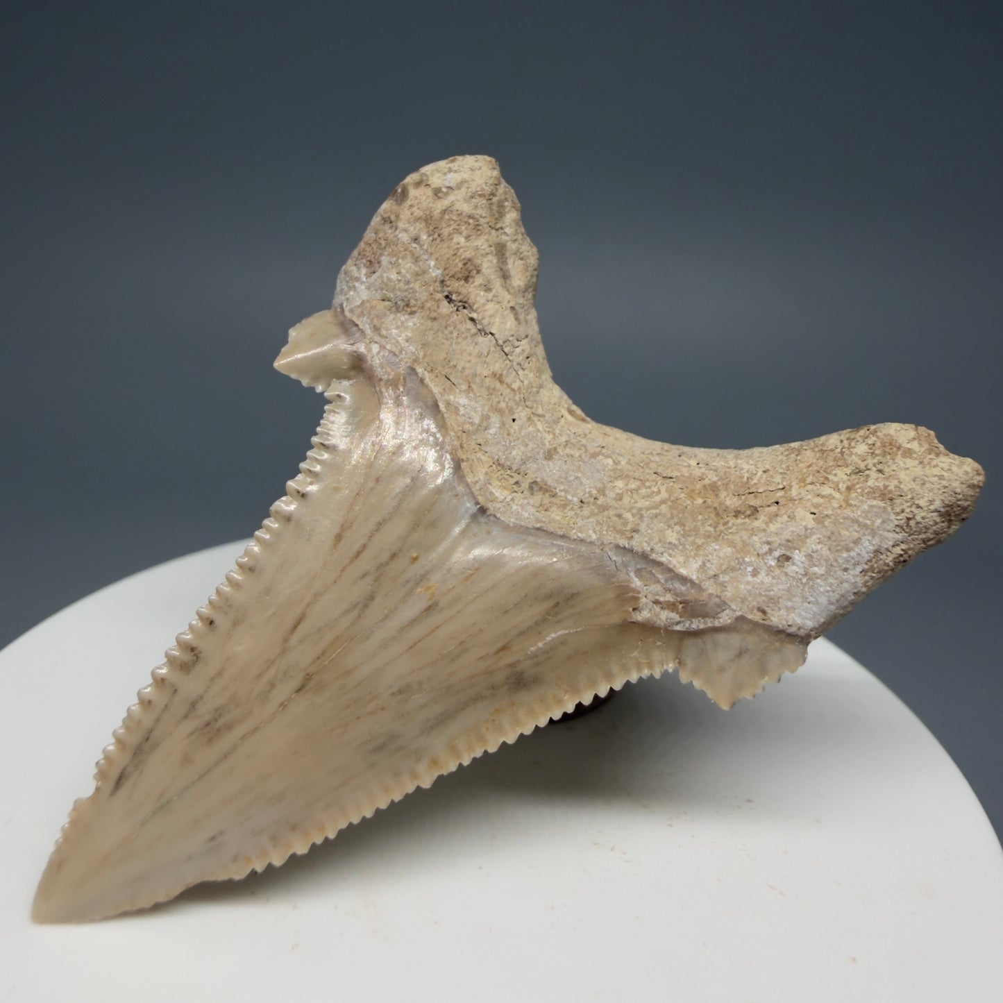 Back Left View Sharply Serrated 2.22" Carcharocles auriculatus Shark Tooth Fossil - Central Kazakhstan AU391