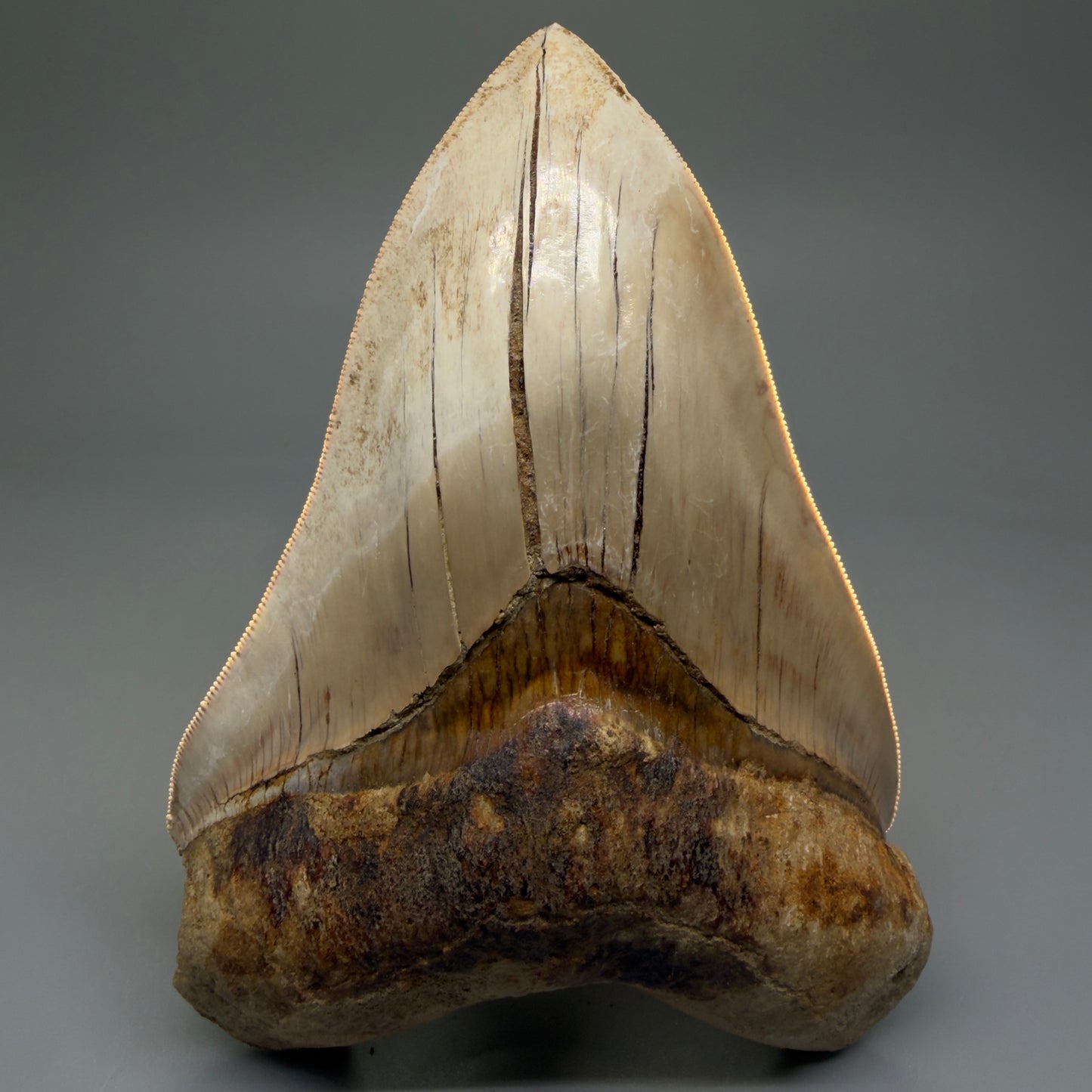 Front View Collector's Quality, colorful 5.54″ Colorful Megalodon Tooth – West Java Indonesia CM5724 - 2