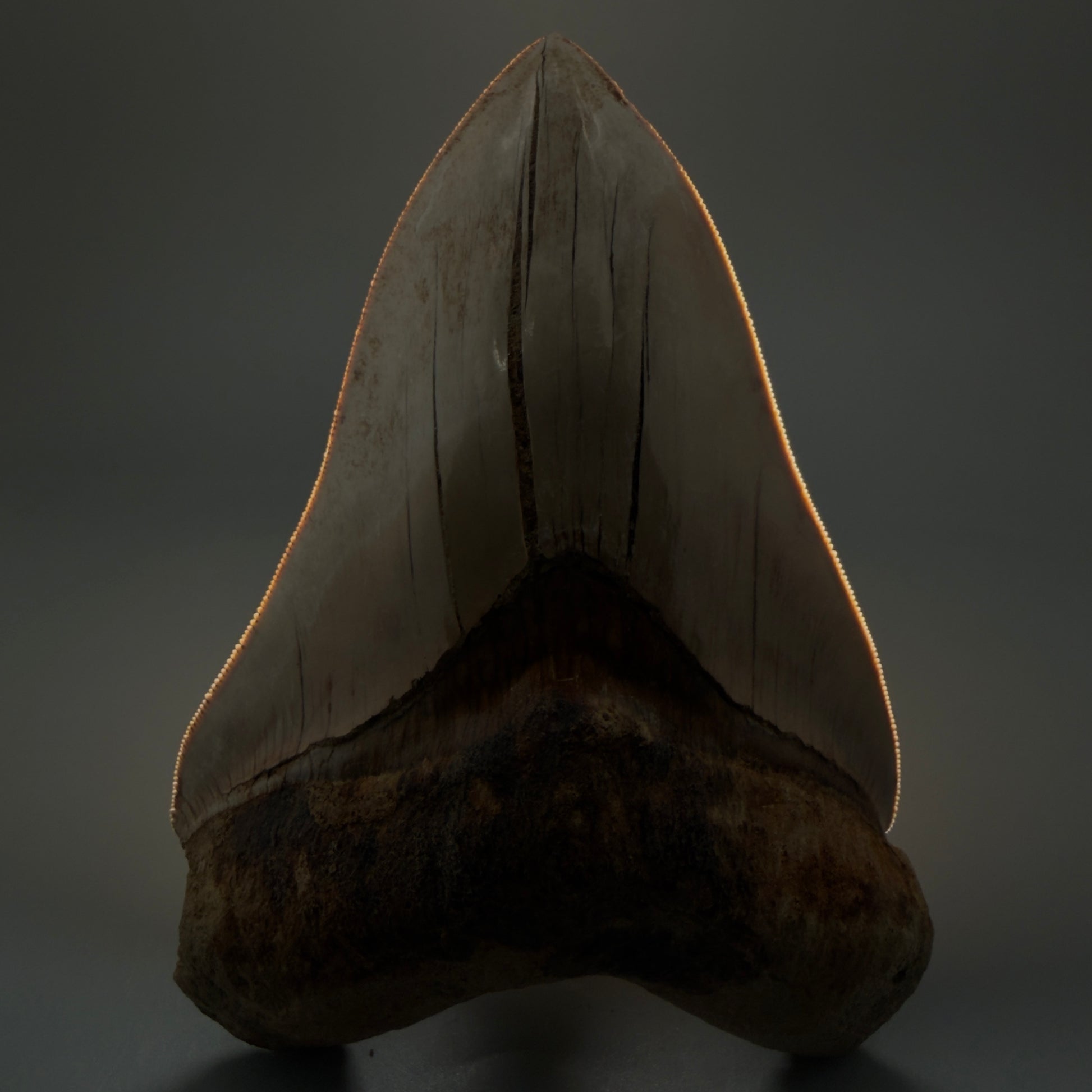 Front View Collector's Quality, colorful 5.54″ Colorful Megalodon Tooth – West Java Indonesia CM5724 - 1