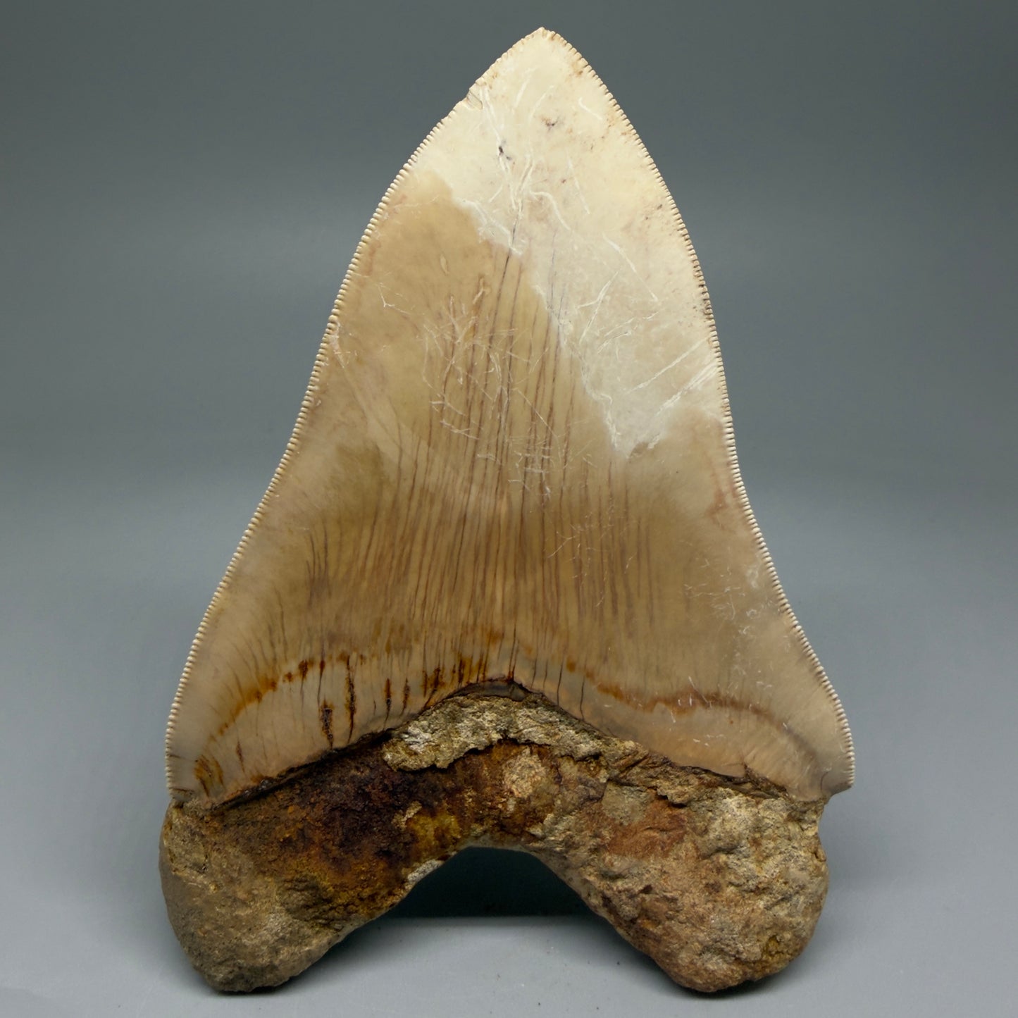 Back View Collector's Quality, colorful 5.54″ Colorful Megalodon Tooth – West Java Indonesia CM5724 