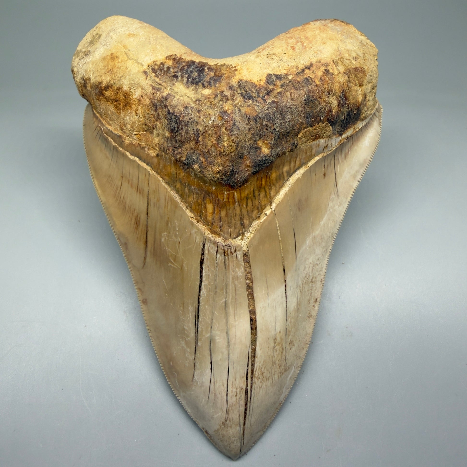 Front View Collector's Quality, colorful 5.54″ Colorful Megalodon Tooth – West Java Indonesia CM5724 - 4