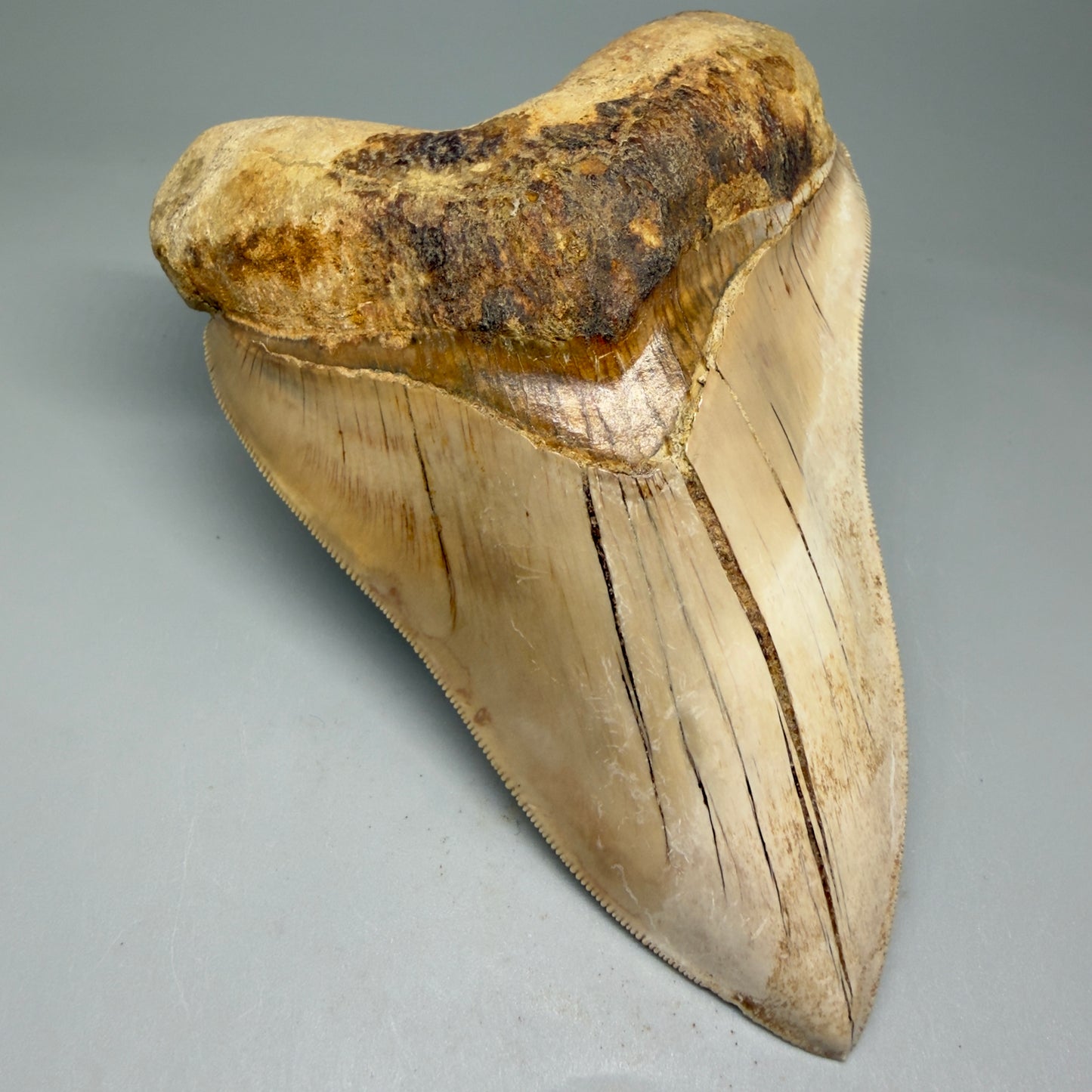 Front Left View Collector's Quality, colorful 5.54″ Colorful Megalodon Tooth – West Java Indonesia CM5724 