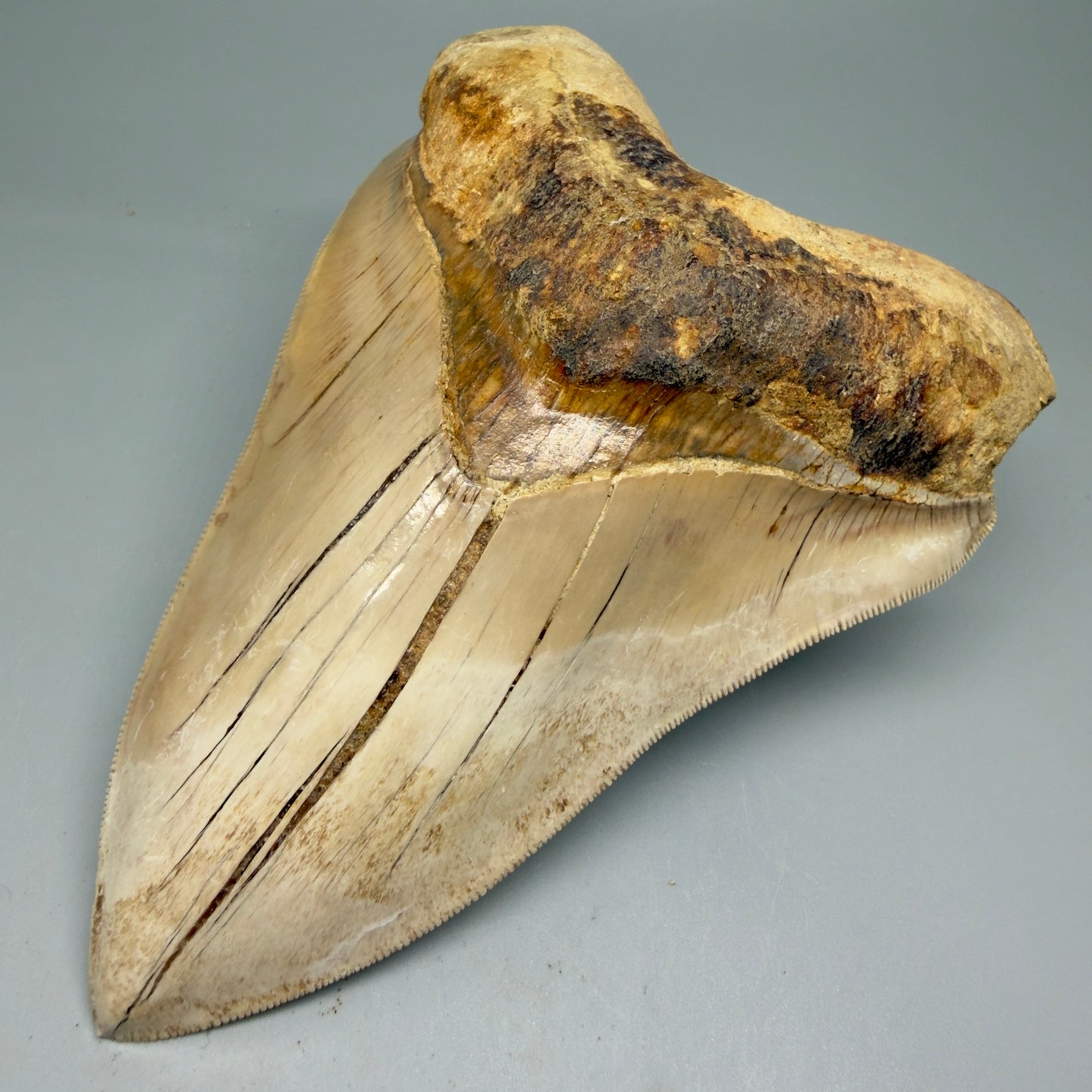 Front Right View Collector's Quality, colorful 5.54″ Colorful Megalodon Tooth – West Java Indonesia CM5724 
