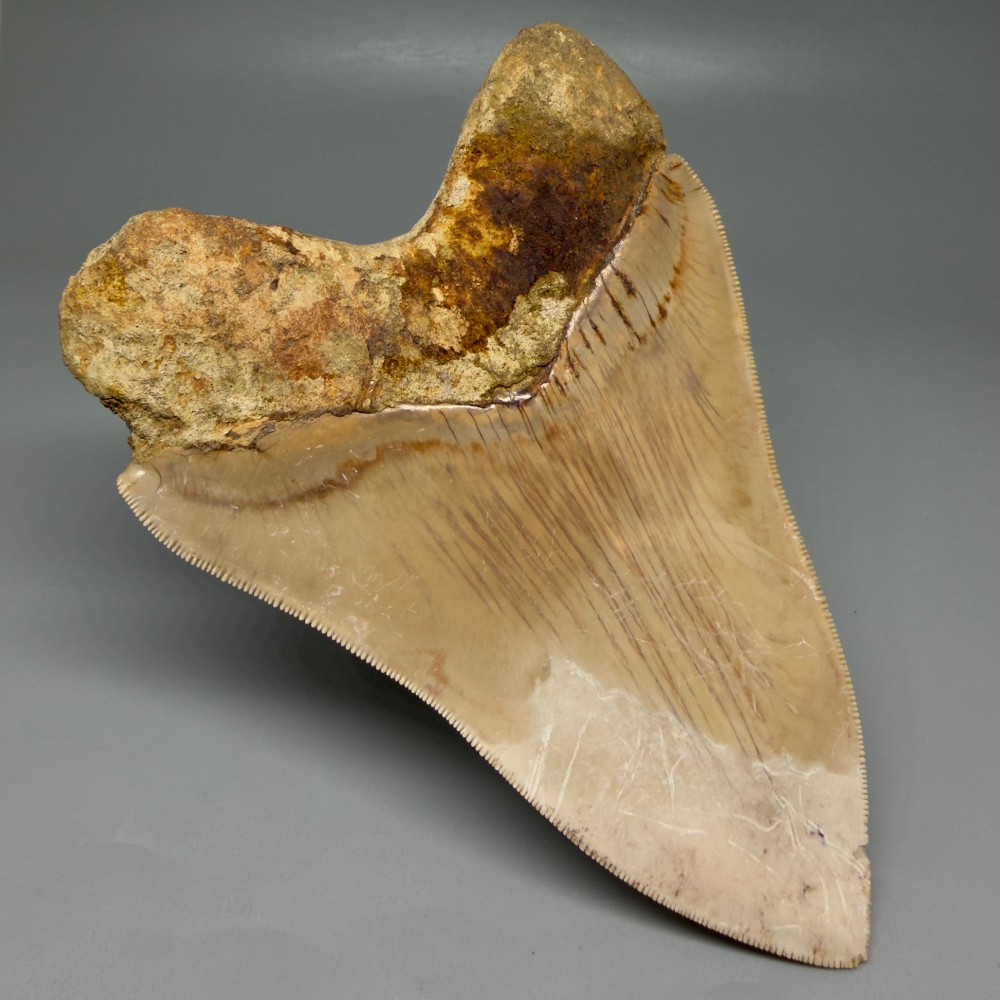 Back Left View Collector's Quality, colorful 5.54″ Colorful Megalodon Tooth – West Java Indonesia CM5724 