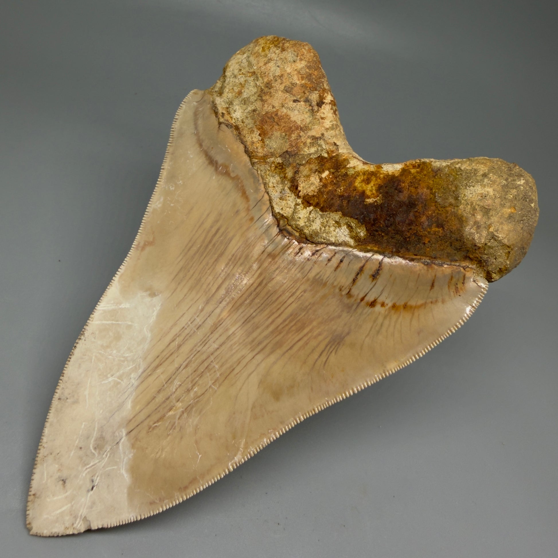 Back Right View Collector's Quality, colorful 5.54″ Colorful Megalodon Tooth – West Java Indonesia CM5724 