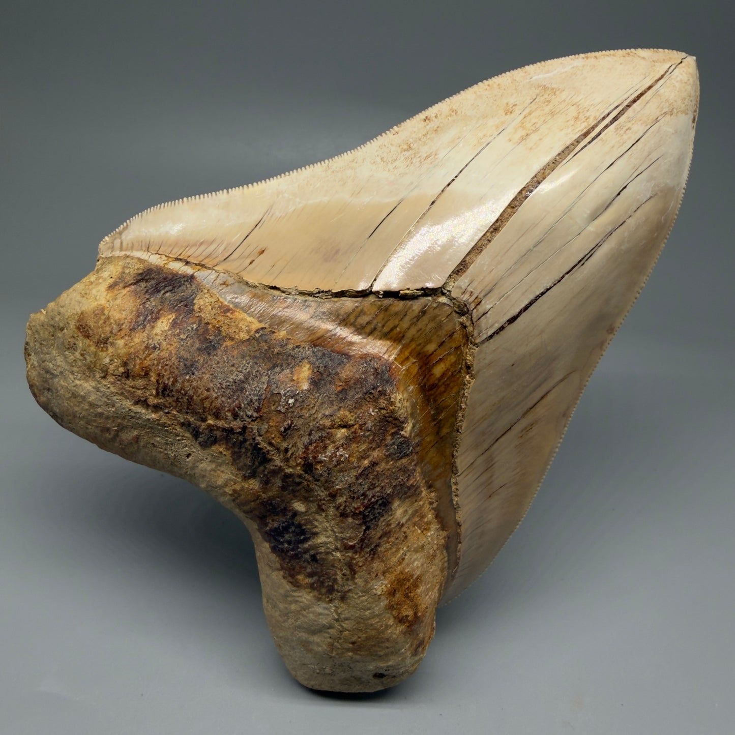 Front View Collector's Quality, colorful 5.54″ Colorful Megalodon Tooth – West Java Indonesia CM5724 - 3