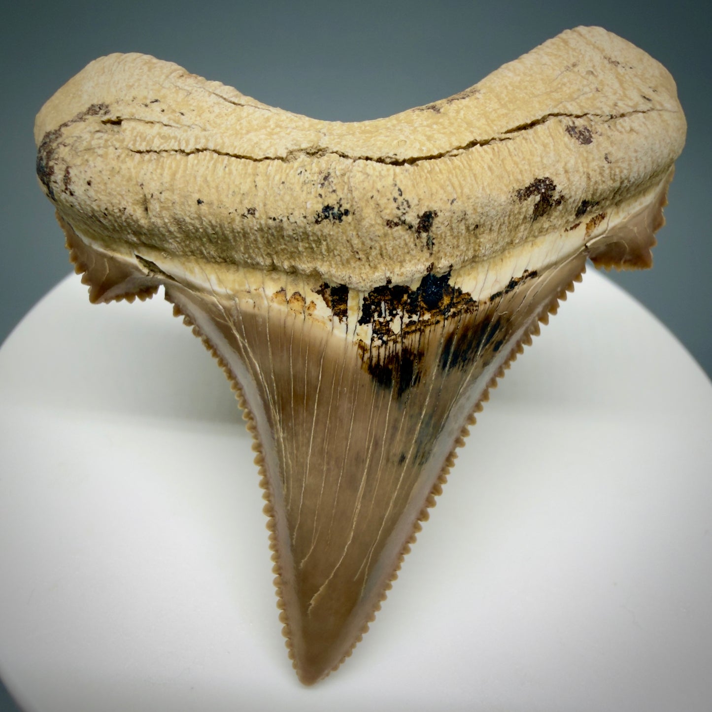 Front View Gorgeous, superb 2.08" Carcharocles sokolowi (auriculatus) Shark Tooth Fossil - Kazakhstan AU394 - 3