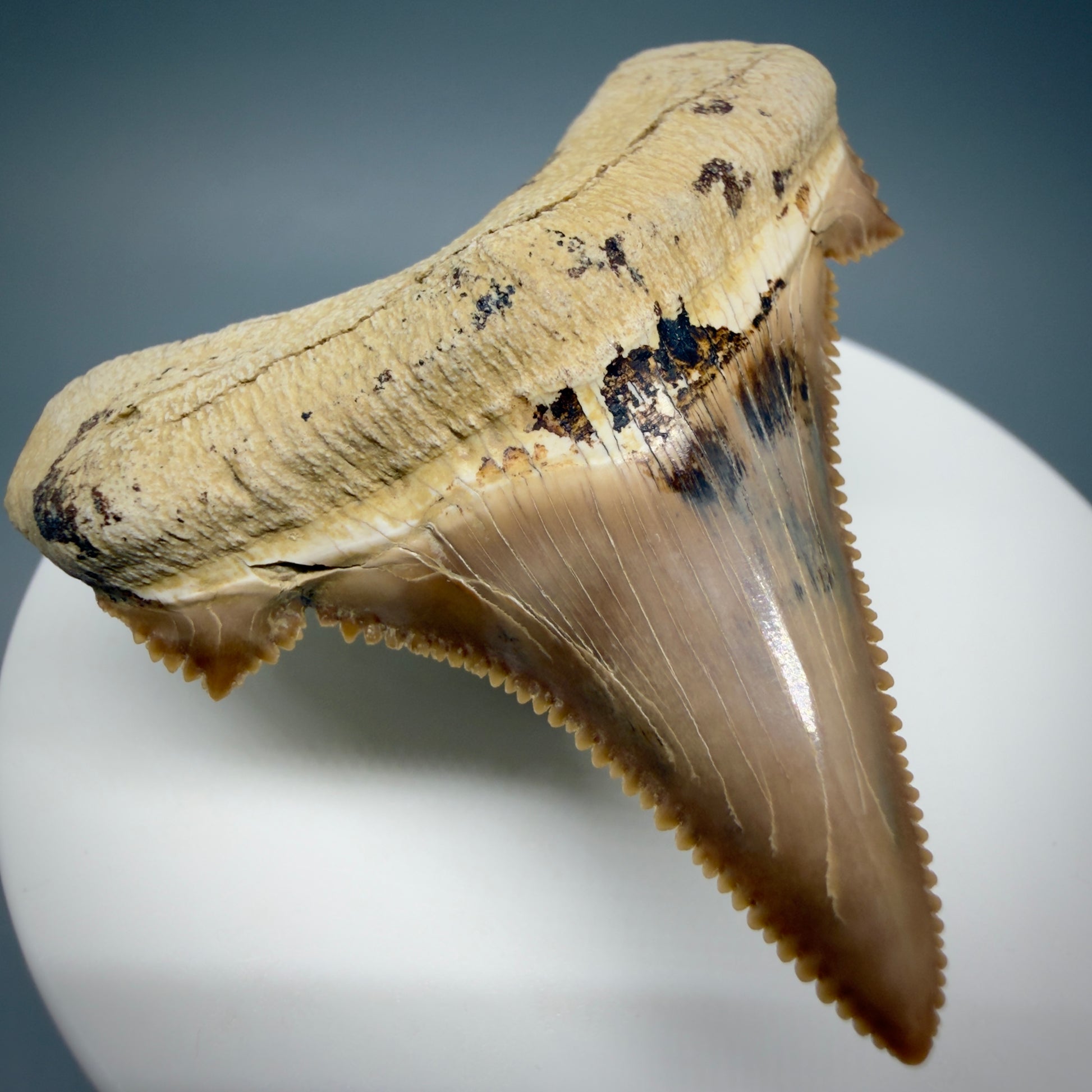 Front Left View Gorgeous, superb 2.08" Carcharocles sokolowi (auriculatus) Shark Tooth Fossil - Kazakhstan AU394 