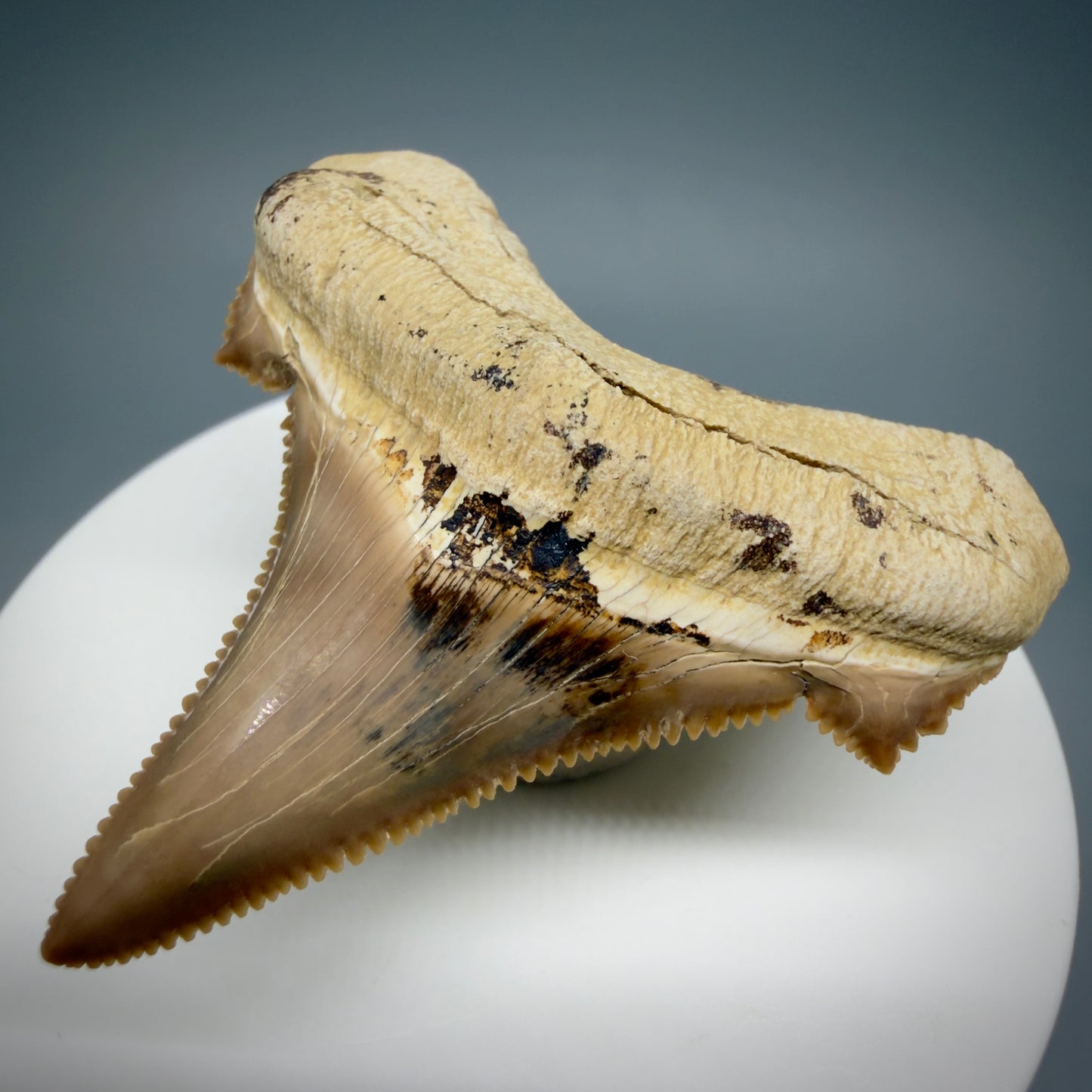 Front Right View Gorgeous, superb 2.08" Carcharocles sokolowi (auriculatus) Shark Tooth Fossil - Kazakhstan AU394 