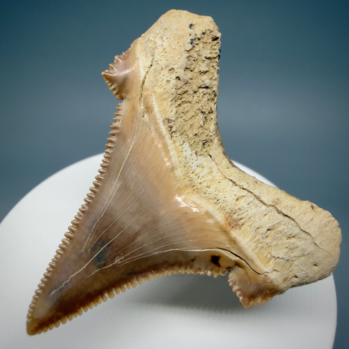 Back Right View Gorgeous, superb 2.08" Carcharocles sokolowi (auriculatus) Shark Tooth Fossil - Kazakhstan AU394 