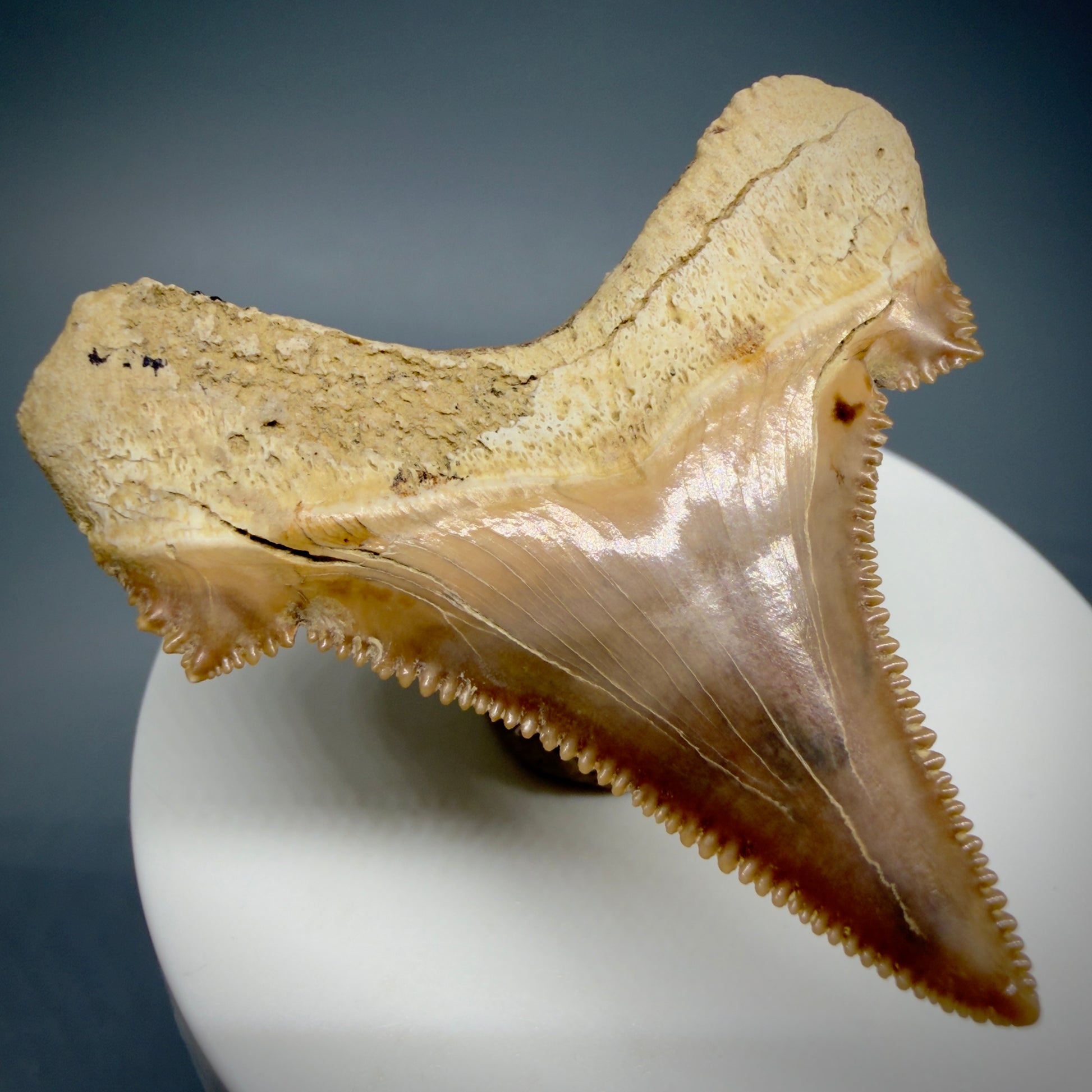 Back Left View Gorgeous, superb 2.08" Carcharocles sokolowi (auriculatus) Shark Tooth Fossil - Kazakhstan AU394 