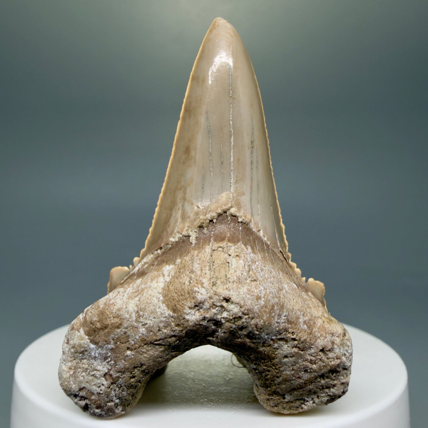 Front View Very Rare 2.11" Otodus aksuaticus Shark Tooth Fossil - Central Kazakhstan AU388 - 1