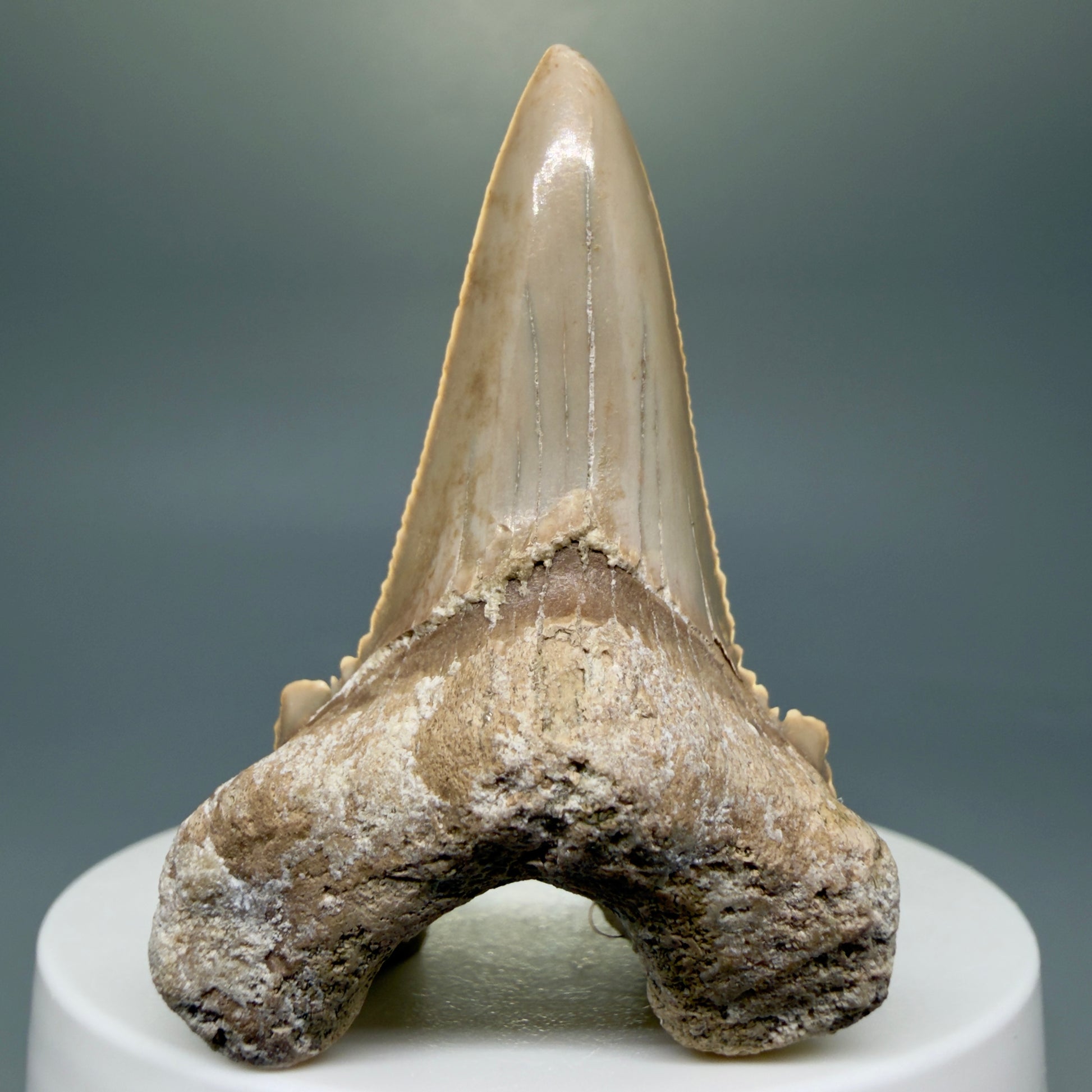 Front View Very Rare 2.11" Otodus aksuaticus Shark Tooth Fossil - Central Kazakhstan AU388 - 1