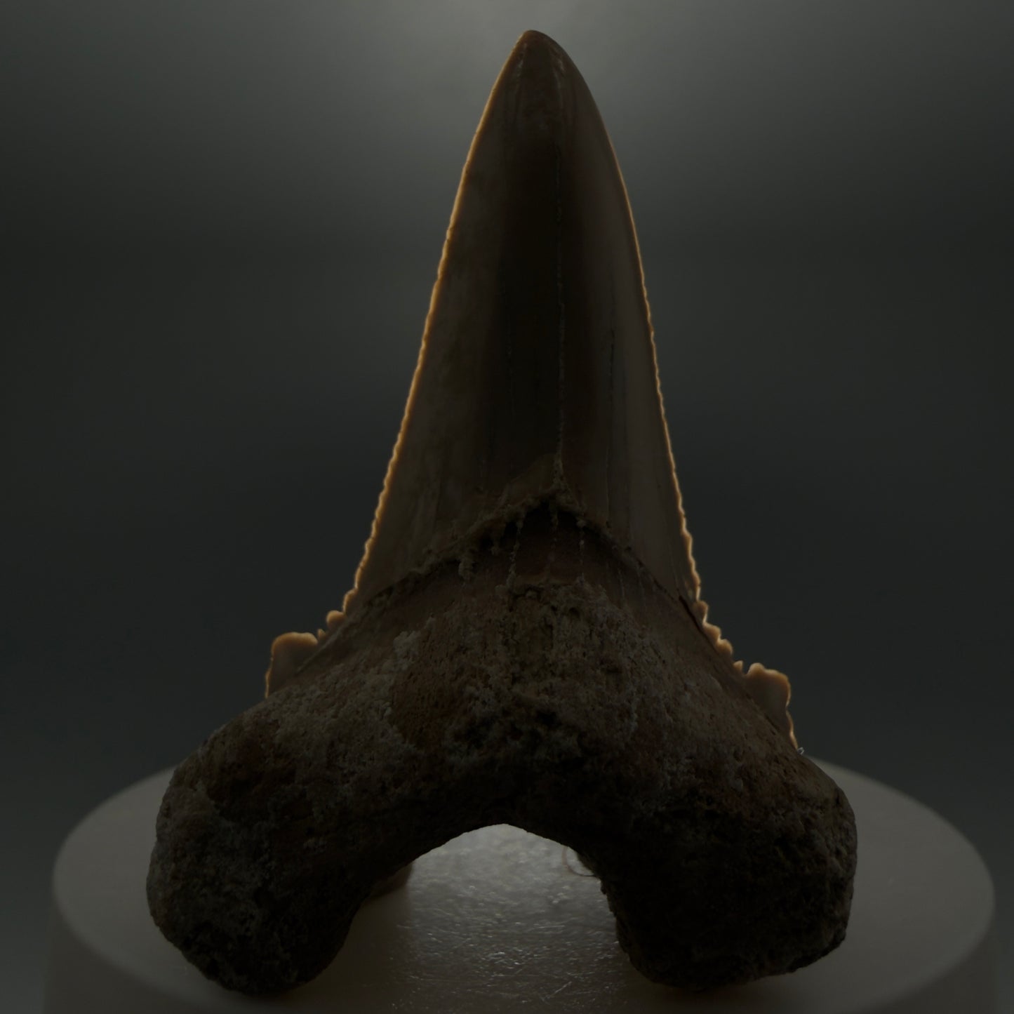 Front View Very Rare 2.11" Otodus aksuaticus Shark Tooth Fossil - Central Kazakhstan AU388 - 3