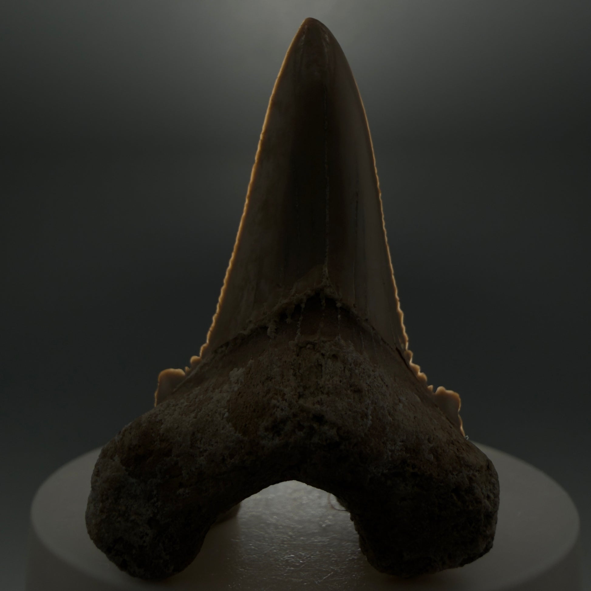 Front View Very Rare 2.11" Otodus aksuaticus Shark Tooth Fossil - Central Kazakhstan AU388 - 3