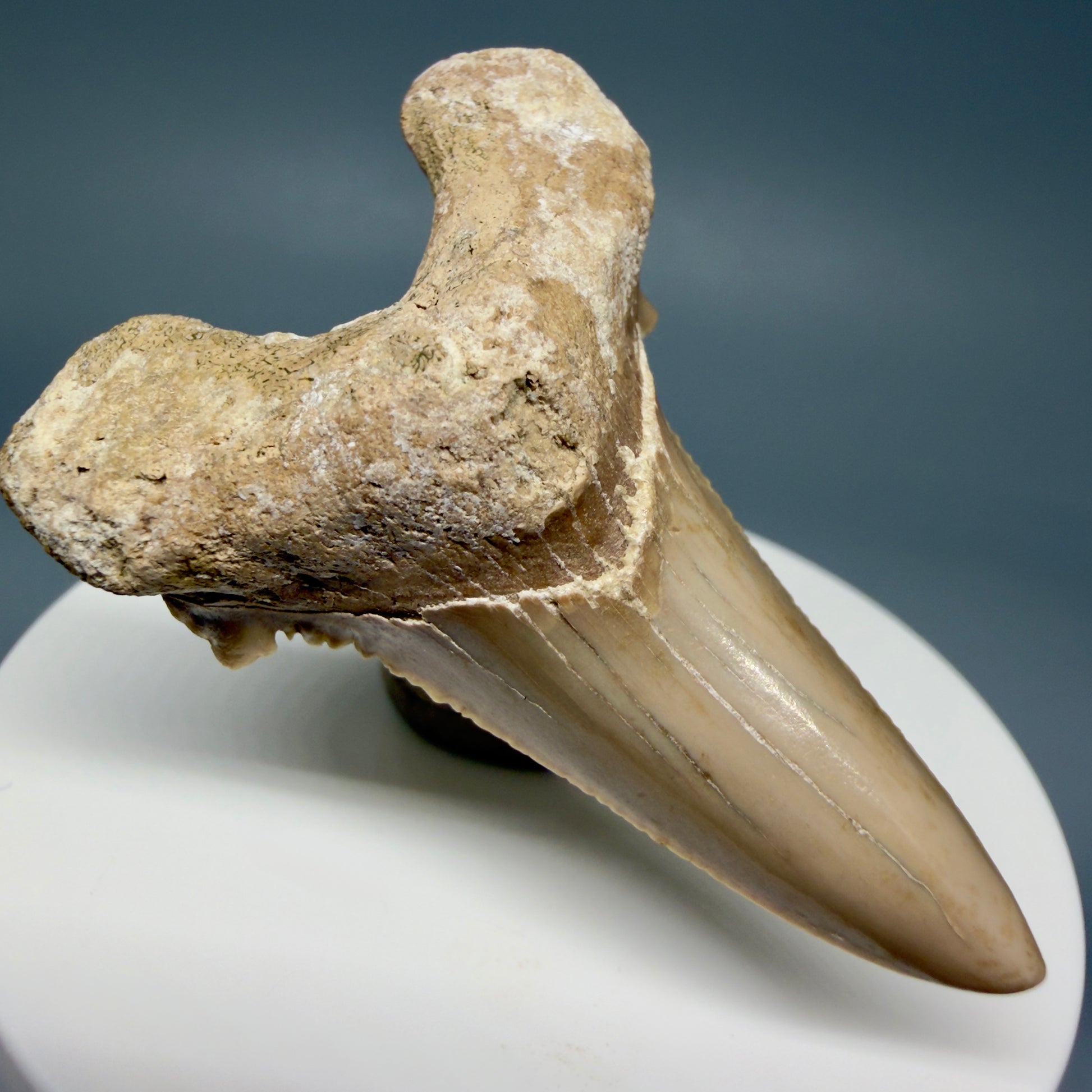 Front Left View Very Rare 2.11" Otodus aksuaticus Shark Tooth Fossil - Central Kazakhstan AU388