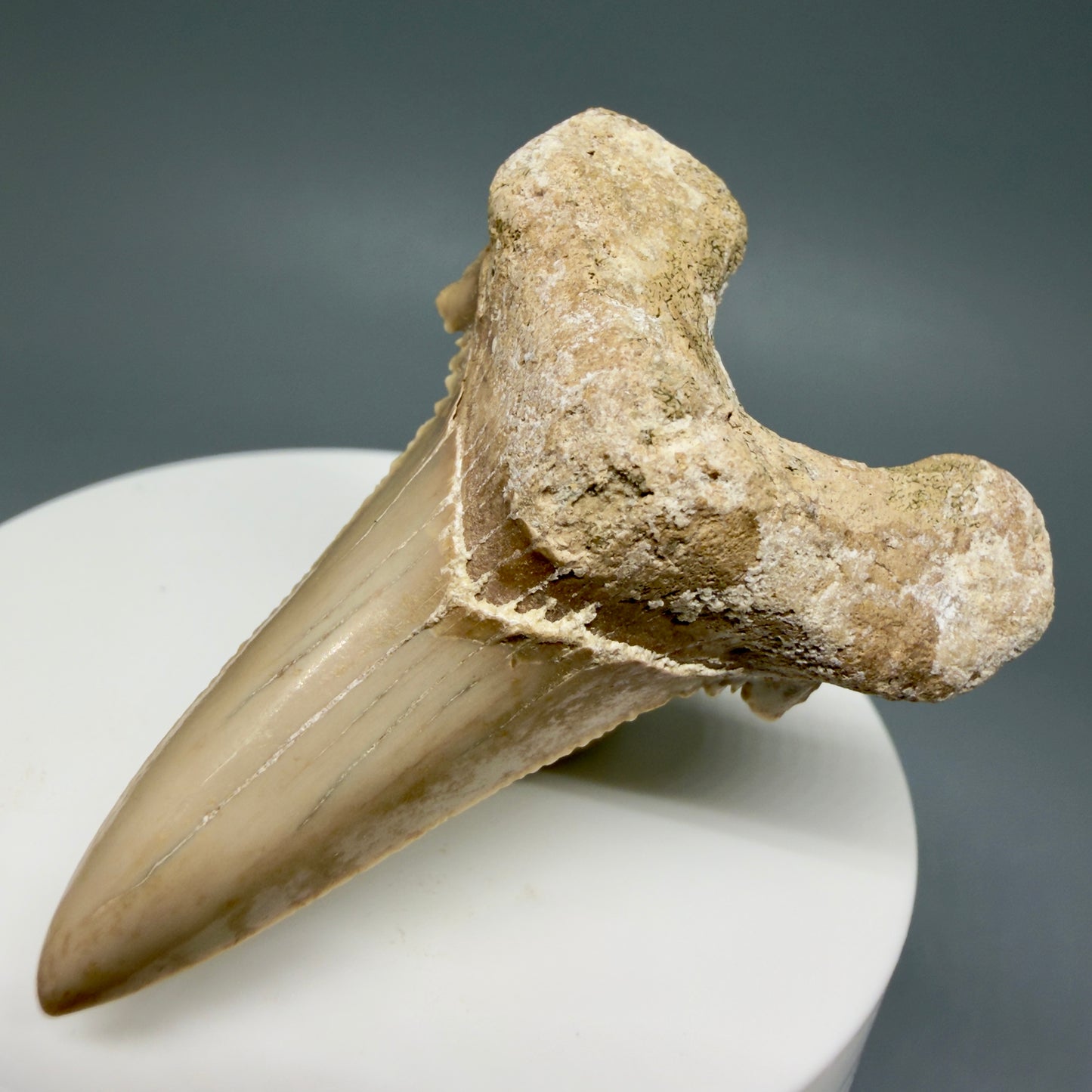Front Right View Very Rare 2.11" Otodus aksuaticus Shark Tooth Fossil - Central Kazakhstan AU388