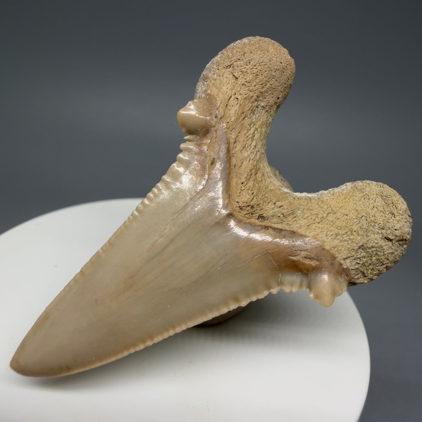 Back Left View Very Rare 2.11" Otodus aksuaticus Shark Tooth Fossil - Central Kazakhstan AU388