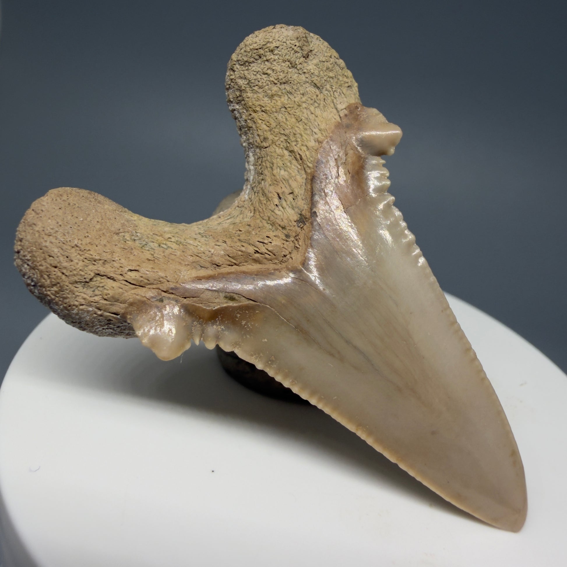 Back Right View Very Rare 2.11" Otodus aksuaticus Shark Tooth Fossil - Central Kazakhstan AU388