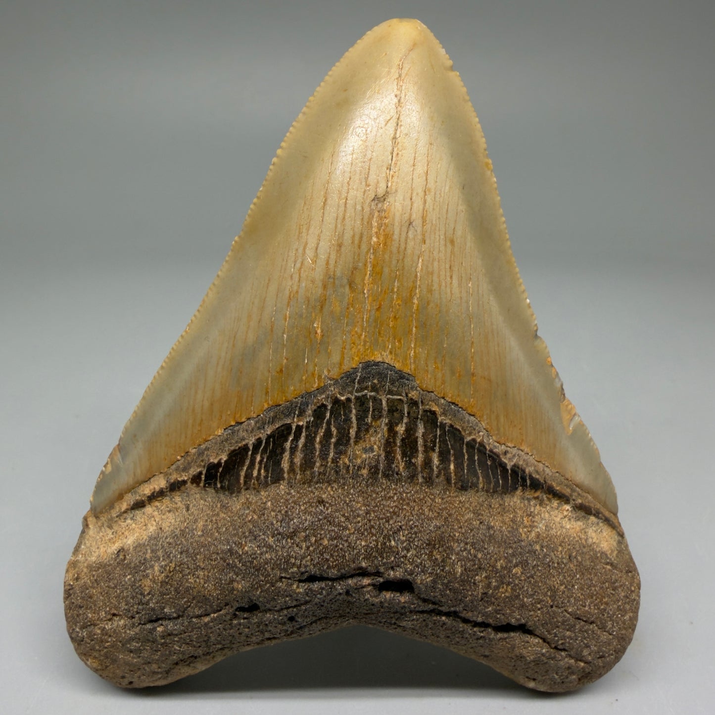 Front View Colorful 3.70" Fossil Megalodon Tooth from North Carolina - megalodonteeth.com CM5732 - 1