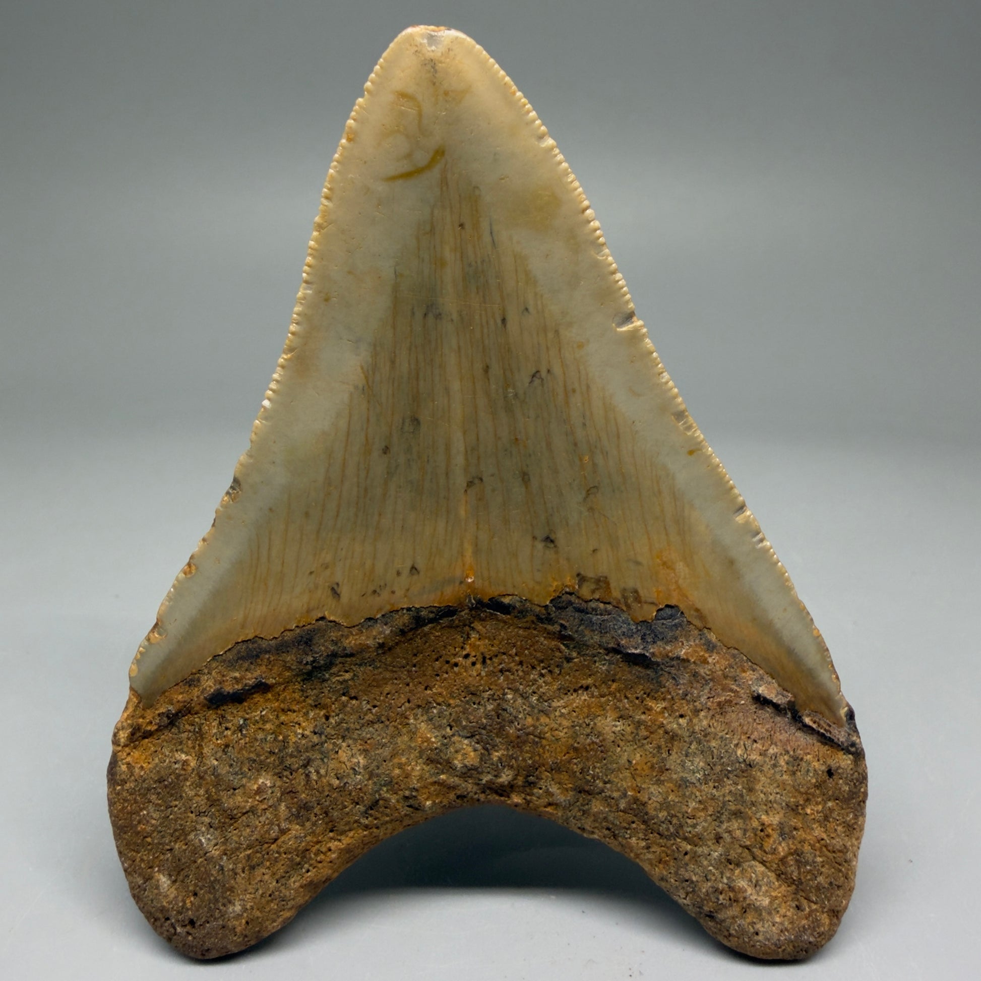 Back View Colorful 3.70" Fossil Megalodon Tooth from North Carolina - megalodonteeth.com CM5732