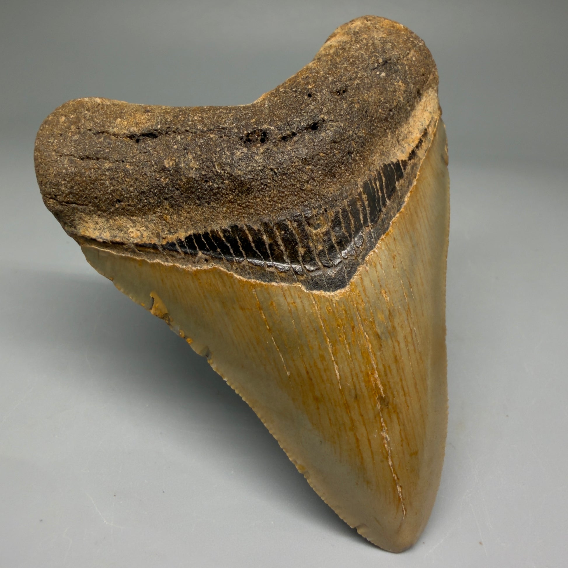 Front Left View Colorful 3.70" Fossil Megalodon Tooth from North Carolina - megalodonteeth.com CM5732