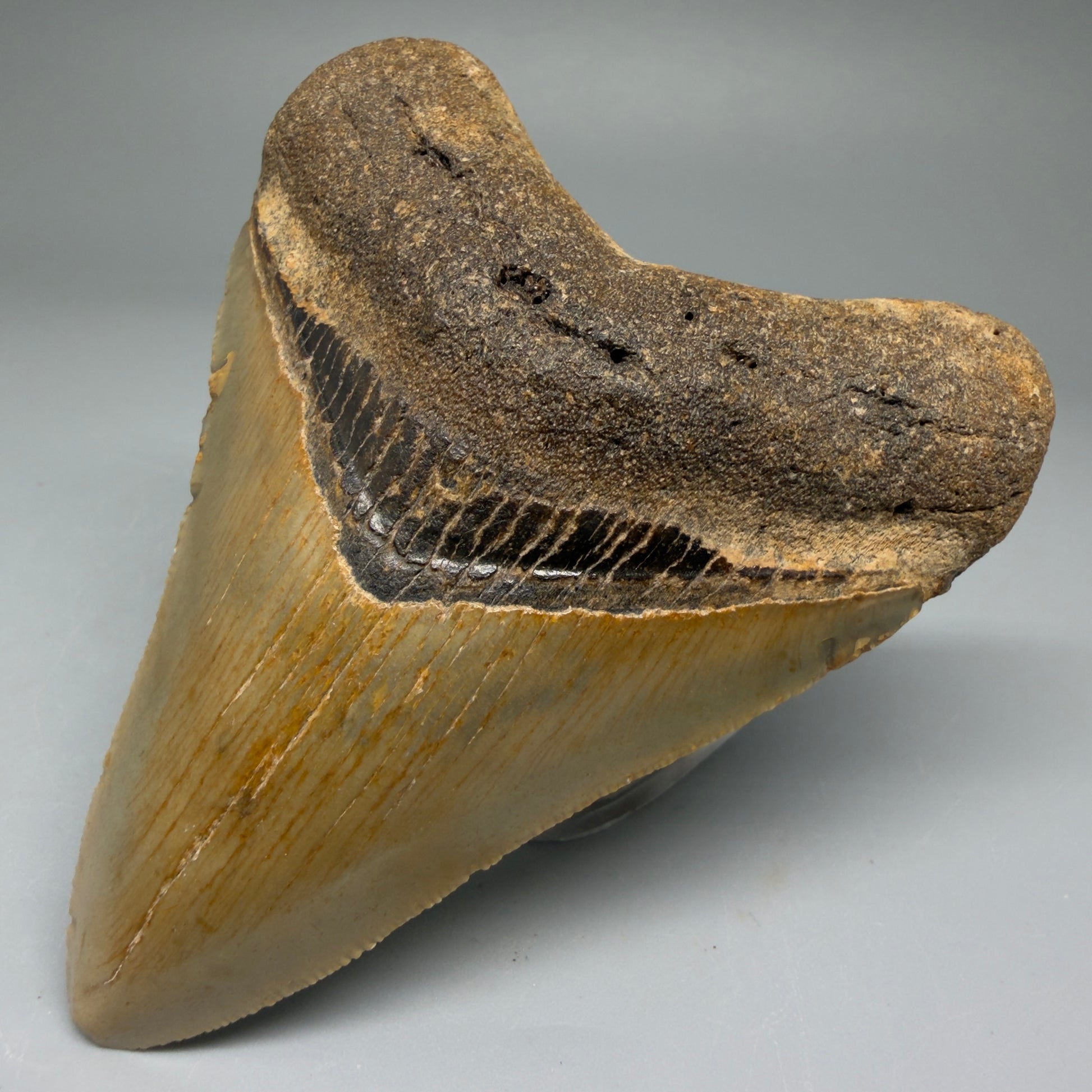 Front Right View Colorful 3.70" Fossil Megalodon Tooth from North Carolina - megalodonteeth.com CM5732