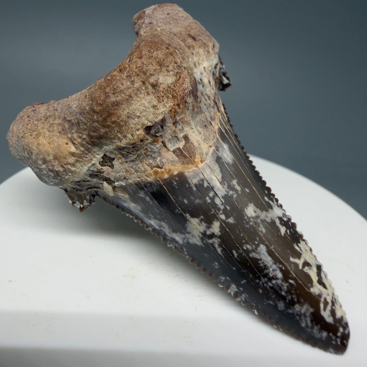 Front Left View Gorgeous 2.35" Carcharocles sokolowi (auriculatus) Shark Tooth Fossil - Kazakhstan AU393