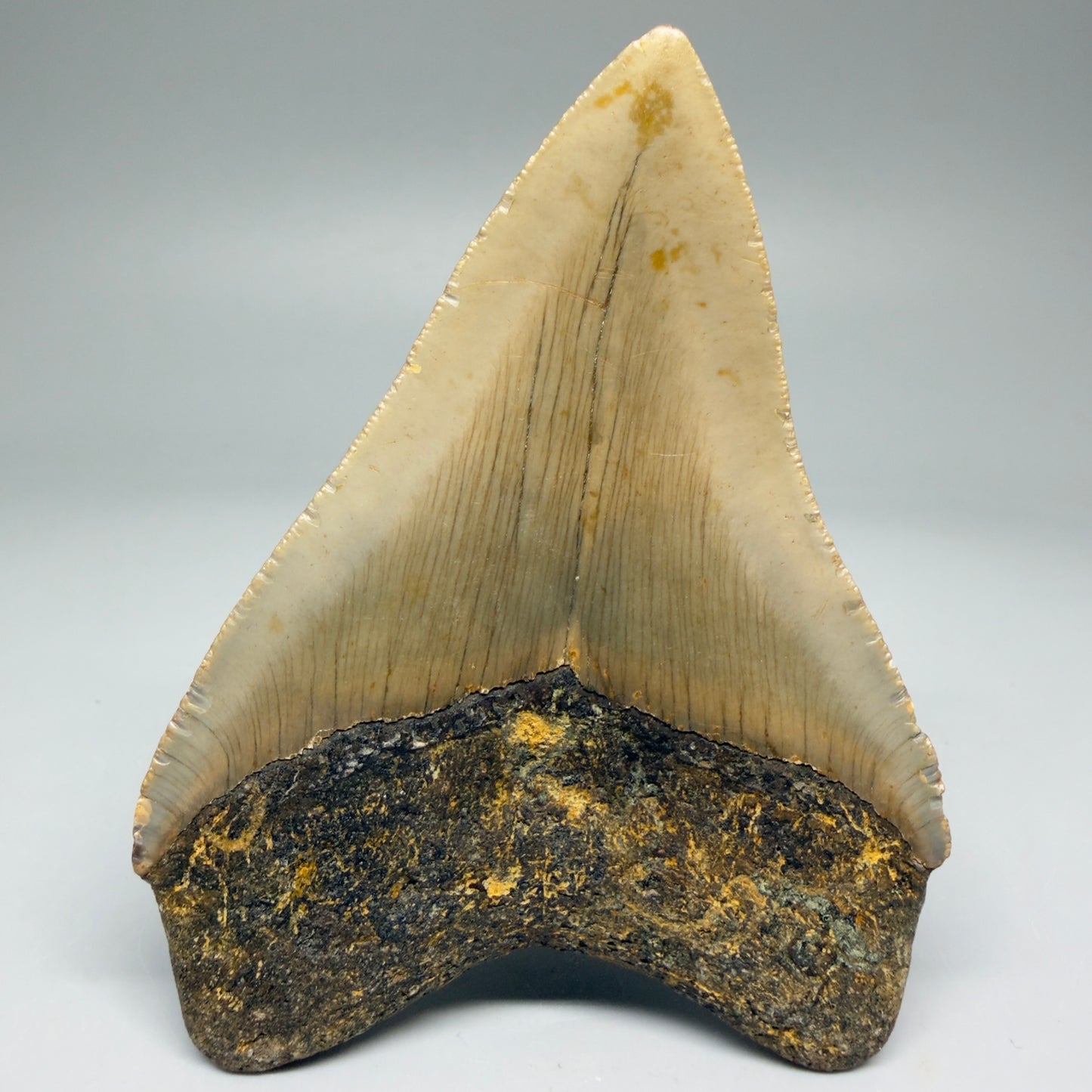 Back View Colorful 3.91" Fossil Megalodon Tooth from North Carolina - megalodonteeth.com CM5735