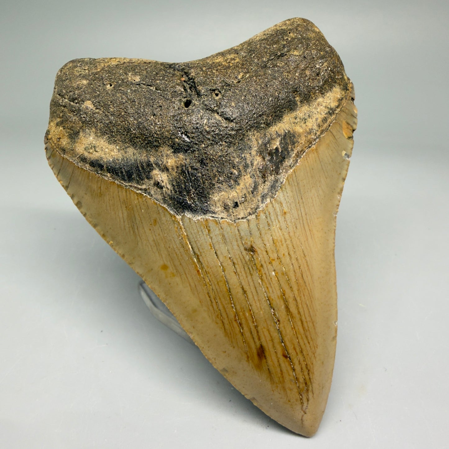 Front Left View Colorful 3.91" Fossil Megalodon Tooth from North Carolina - megalodonteeth.com CM5735