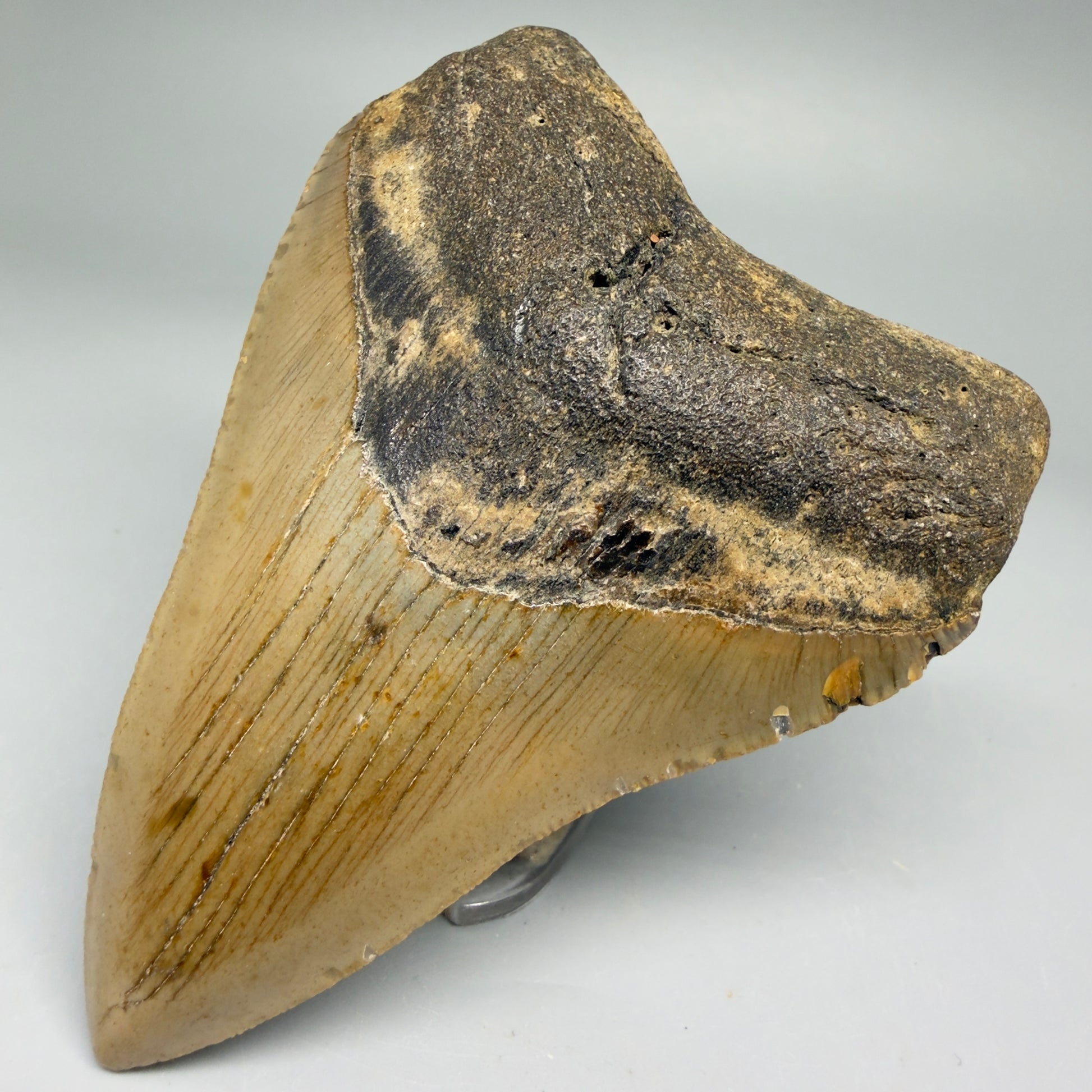 Front Right View Colorful 3.91" Fossil Megalodon Tooth from North Carolina - megalodonteeth.com CM5735