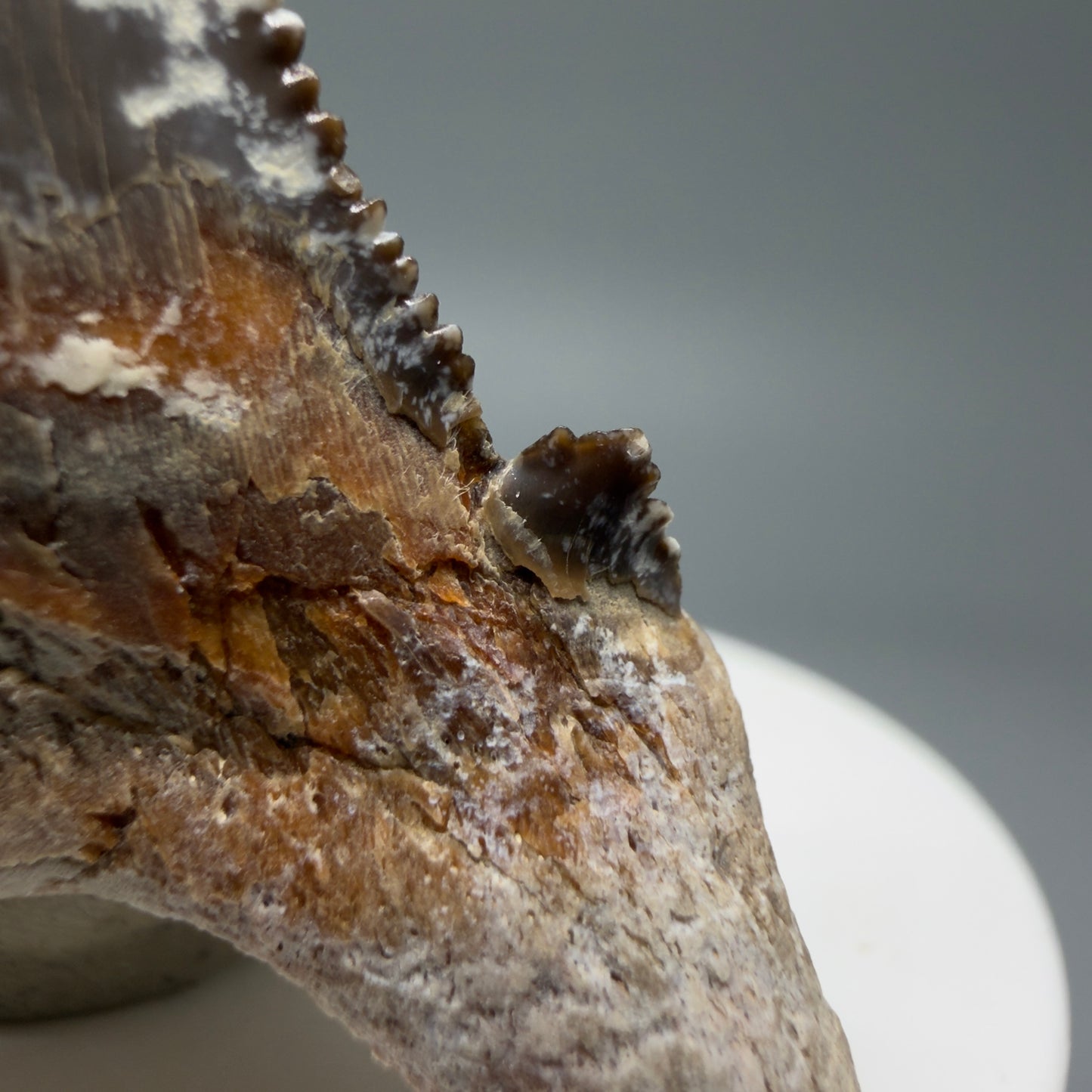 Cusp detail View Gorgeous 2.35" Carcharocles sokolowi (auriculatus) Shark Tooth Fossil - Kazakhstan AU393