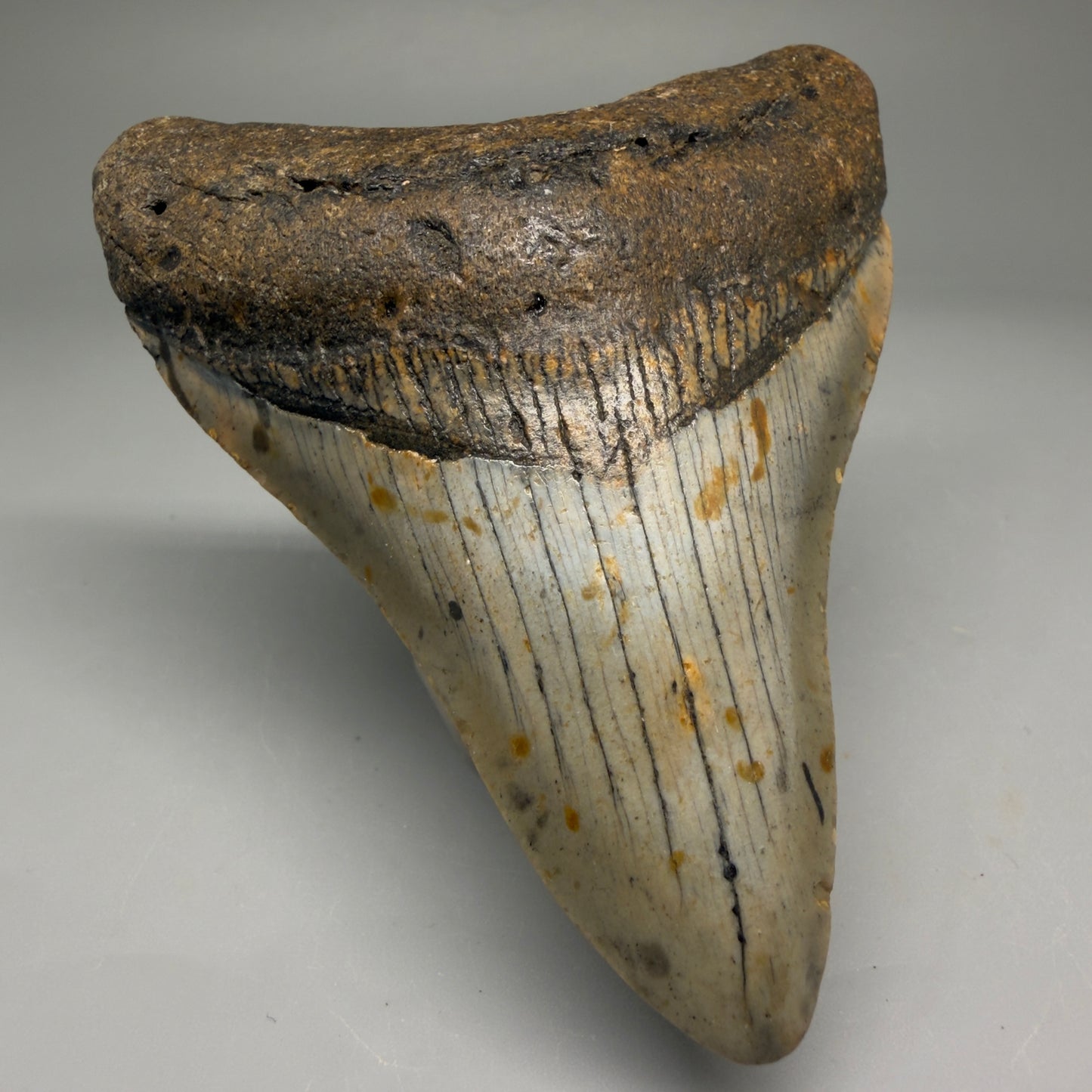 Front Left View Colorful 3.74" Fossil Megalodon Tooth from North Carolina - megalodonteeth.com CM5733