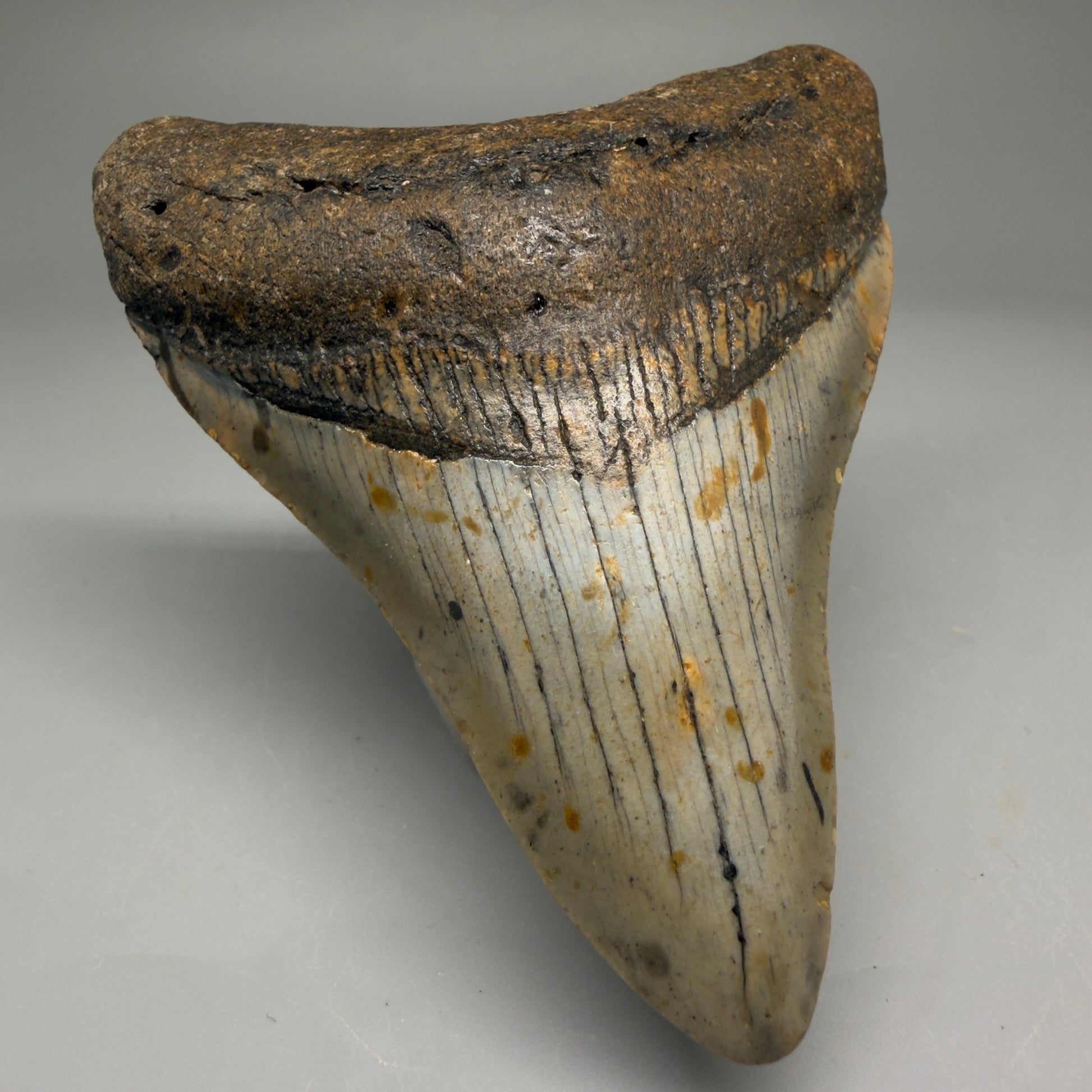 Front Left View Colorful 3.74" Fossil Megalodon Tooth from North Carolina - megalodonteeth.com CM5733