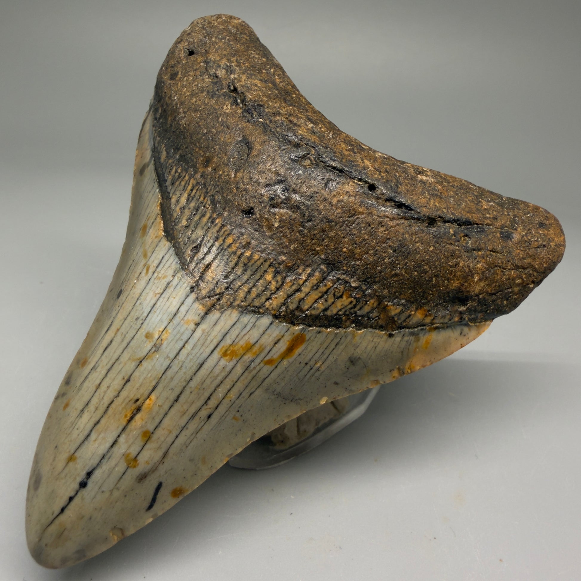 Front Right View Colorful 3.74" Fossil Megalodon Tooth from North Carolina - megalodonteeth.com CM5733