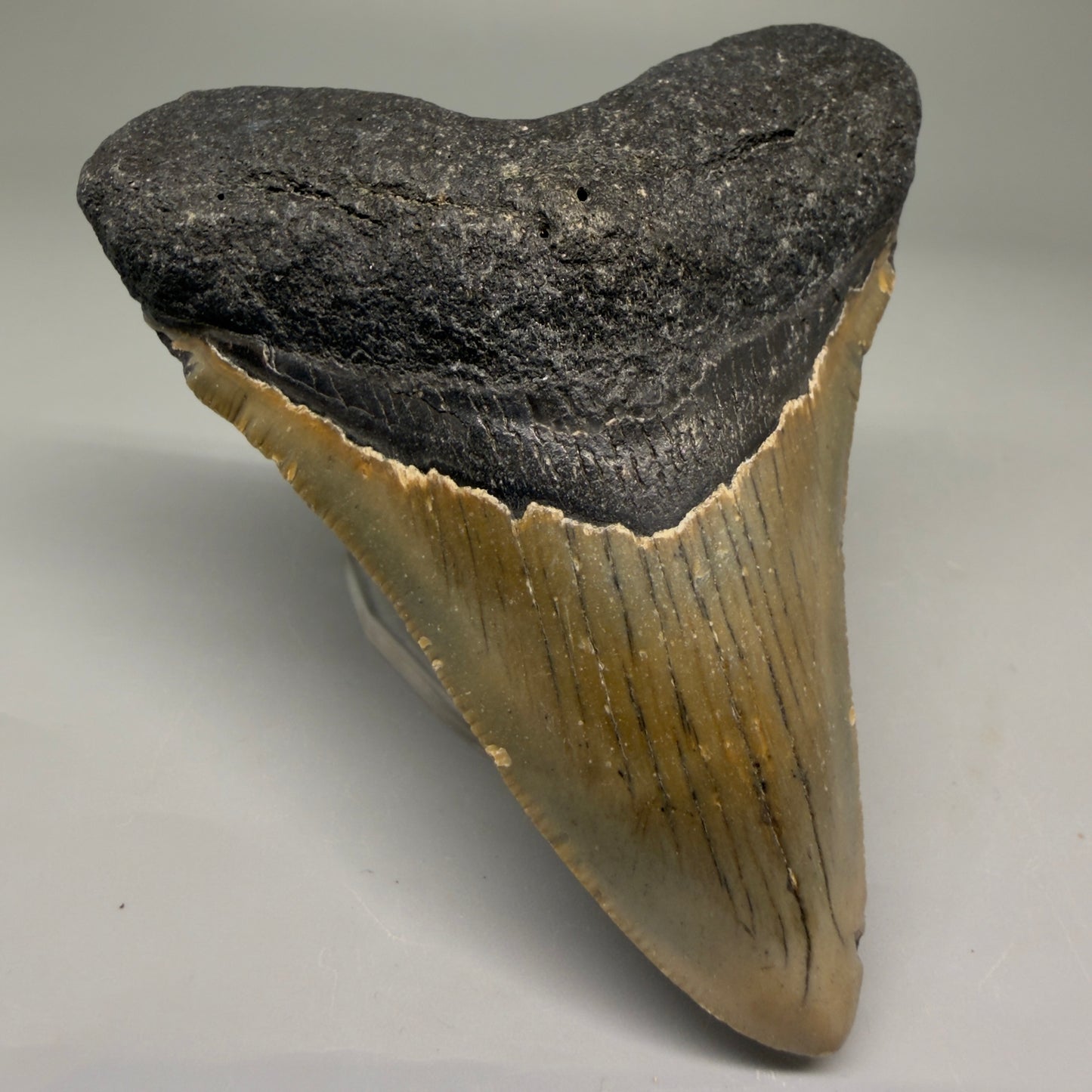 Front Left View Colorful 3.63" Fossil Megalodon Tooth from North Carolina - megalodonteeth.com CM5731