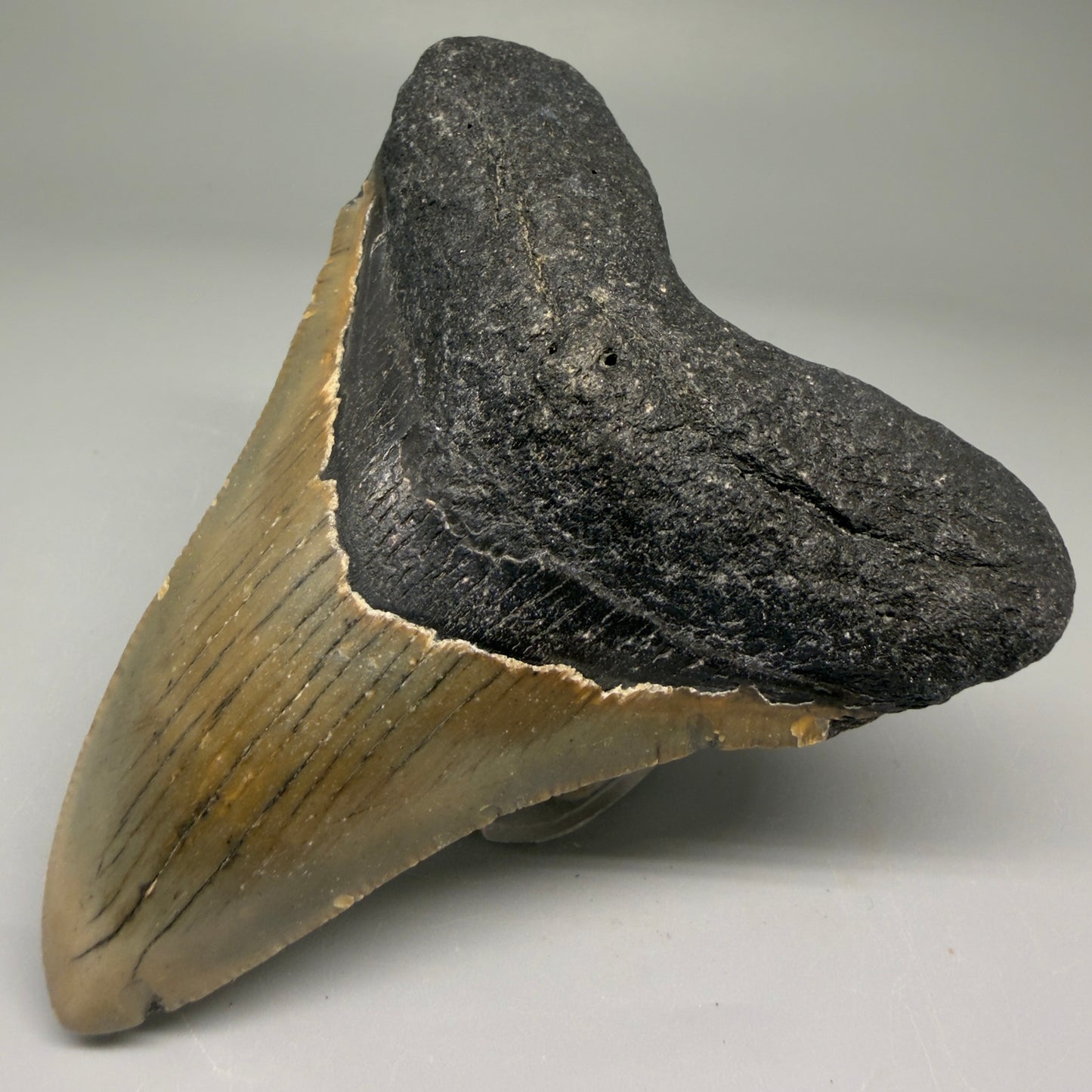 Front Right View Colorful 3.63" Fossil Megalodon Tooth from North Carolina - megalodonteeth.com CM5731