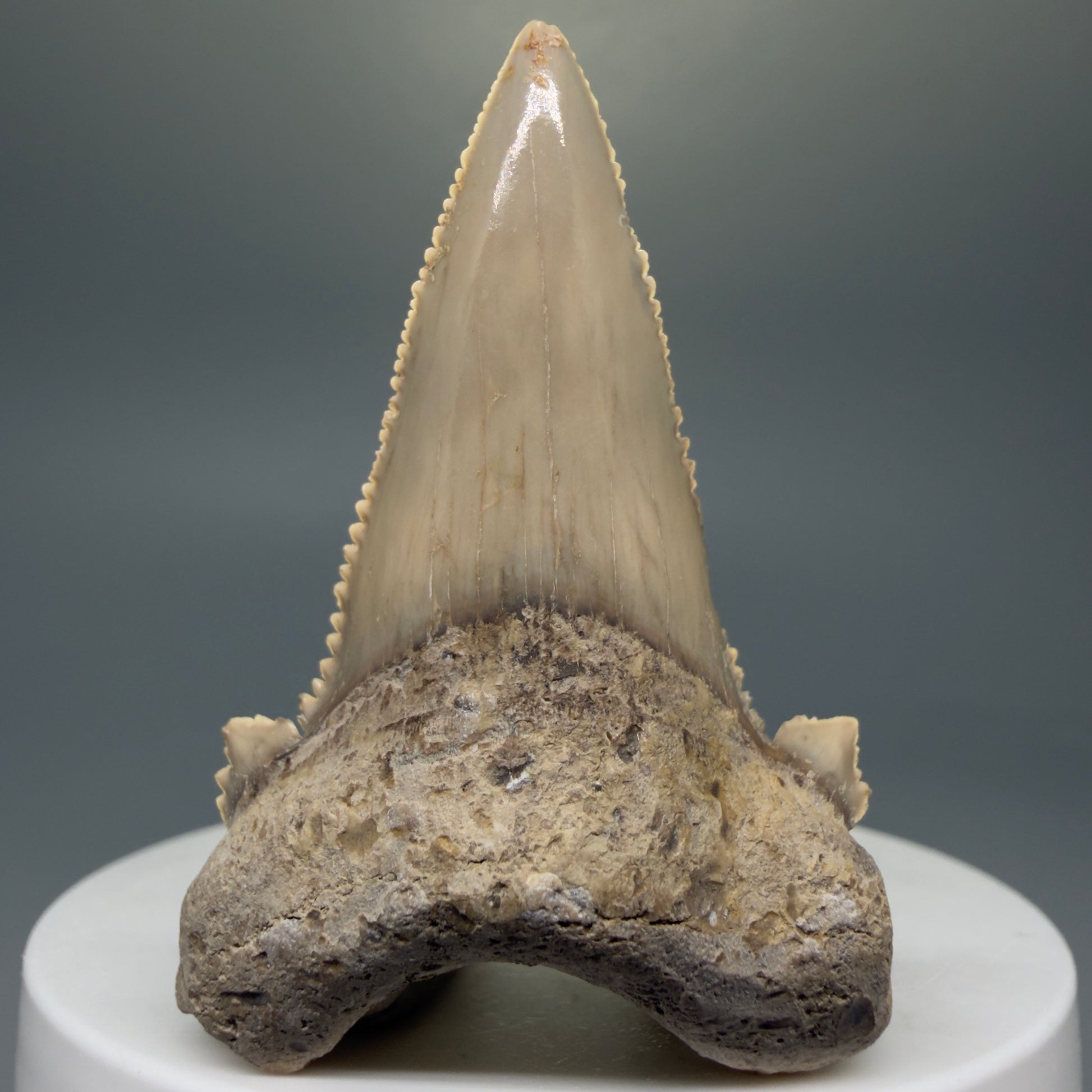 Front View Sharply Serrated 2.04" Carcharocles auriculatus Shark Tooth Fossil - Central Kazakhstan AU390 - 2