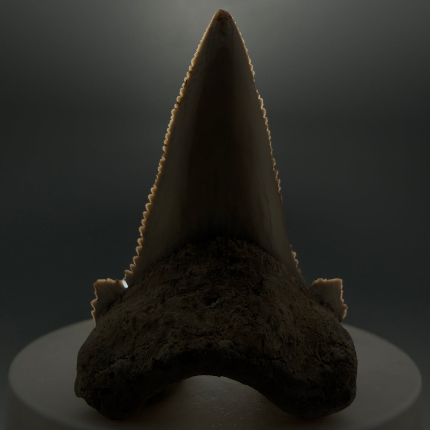 Front View Sharply Serrated 2.04" Carcharocles auriculatus Shark Tooth Fossil - Central Kazakhstan AU390 - 1