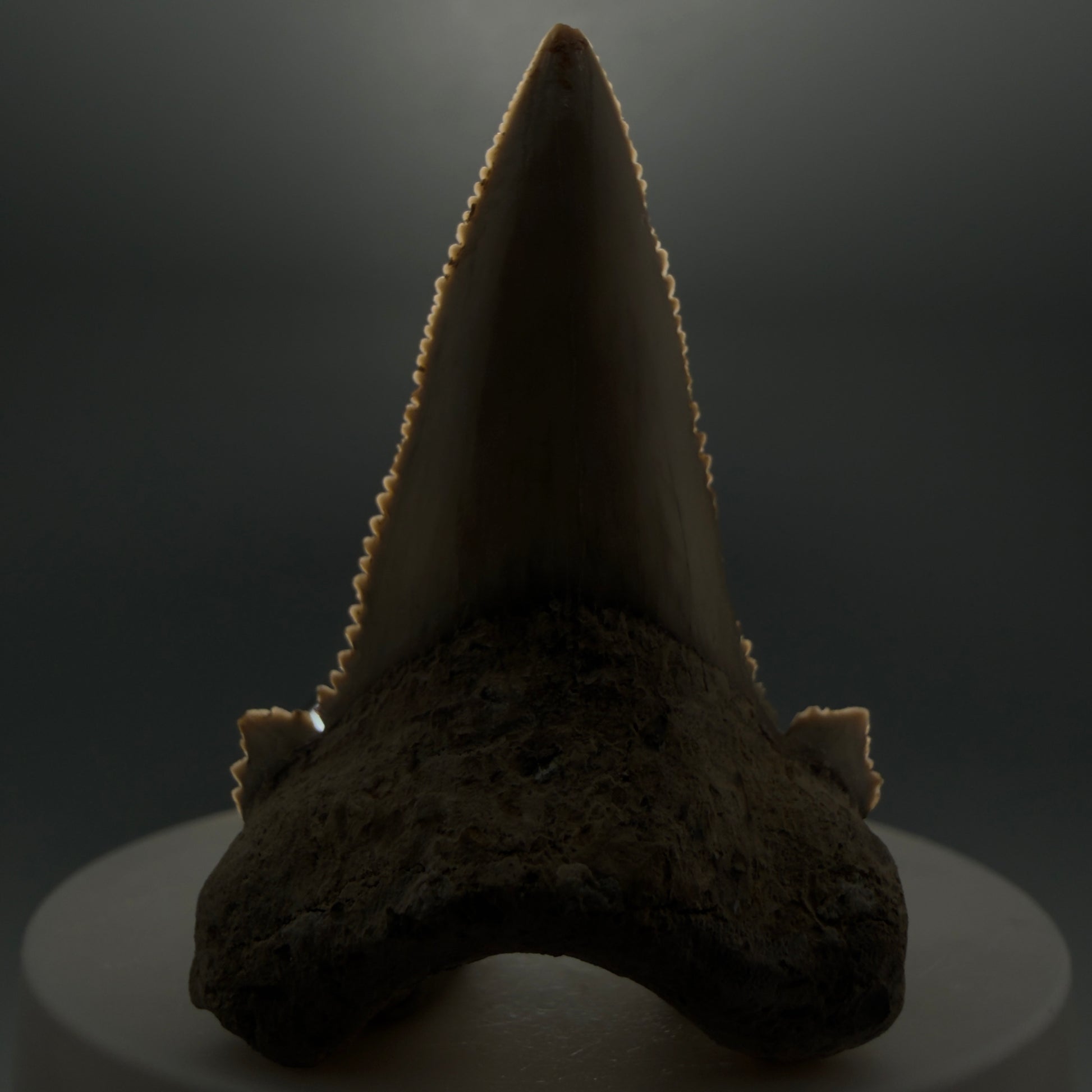Front View Sharply Serrated 2.04" Carcharocles auriculatus Shark Tooth Fossil - Central Kazakhstan AU390 - 1