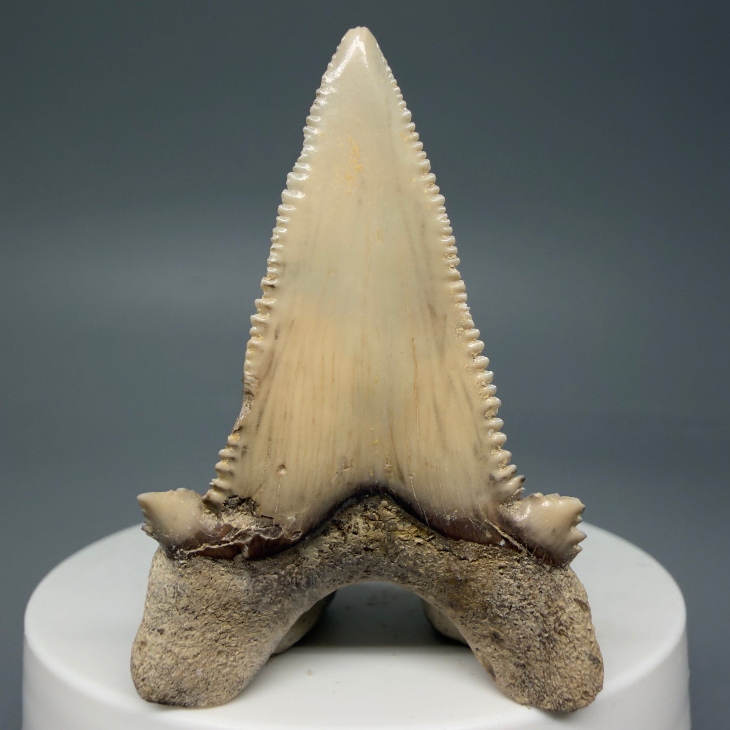 Back View Sharply Serrated 2.04" Carcharocles auriculatus Shark Tooth Fossil - Central Kazakhstan AU390