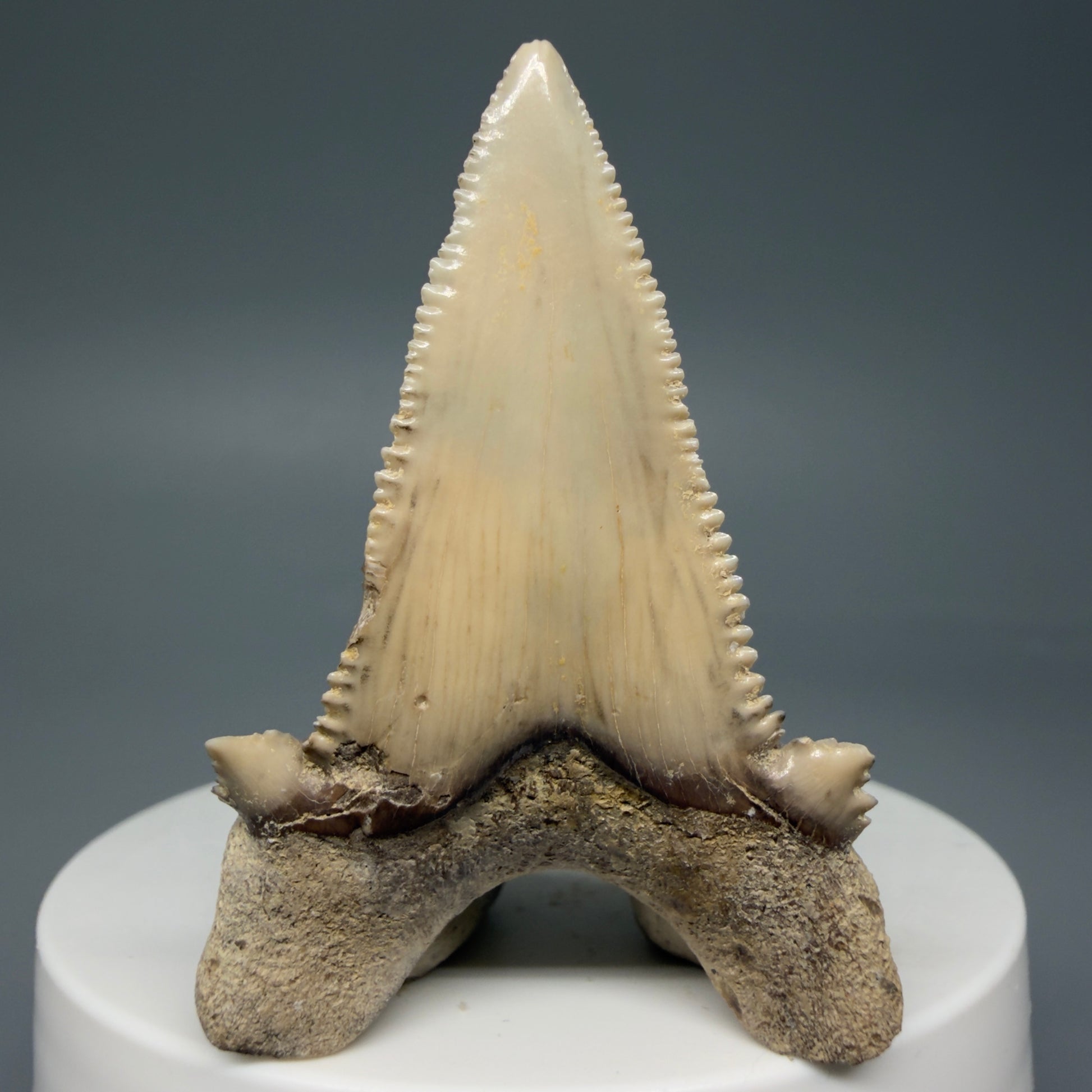 Back View Sharply Serrated 2.04" Carcharocles auriculatus Shark Tooth Fossil - Central Kazakhstan AU390
