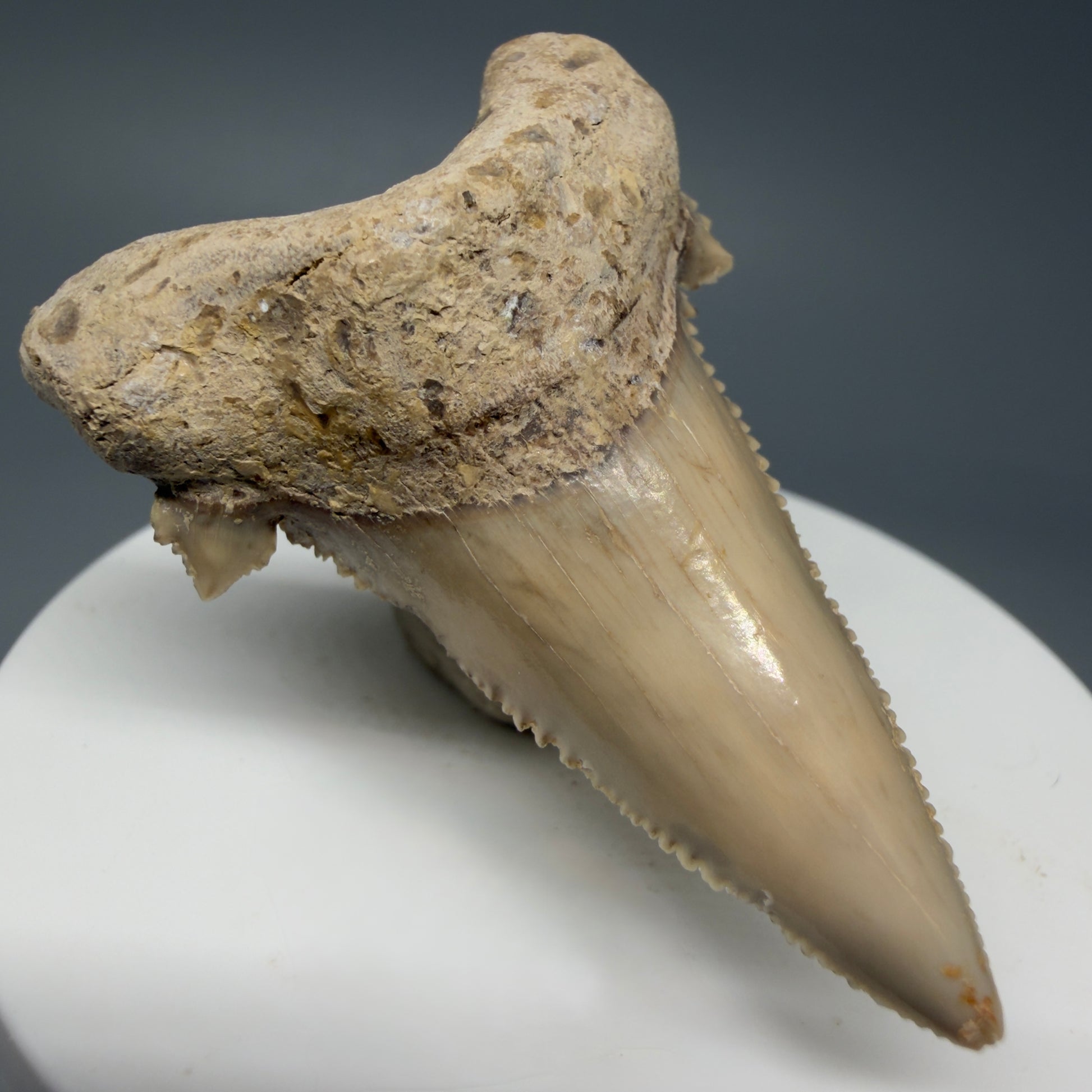 Front Left View Sharply Serrated 2.04" Carcharocles auriculatus Shark Tooth Fossil - Central Kazakhstan AU390