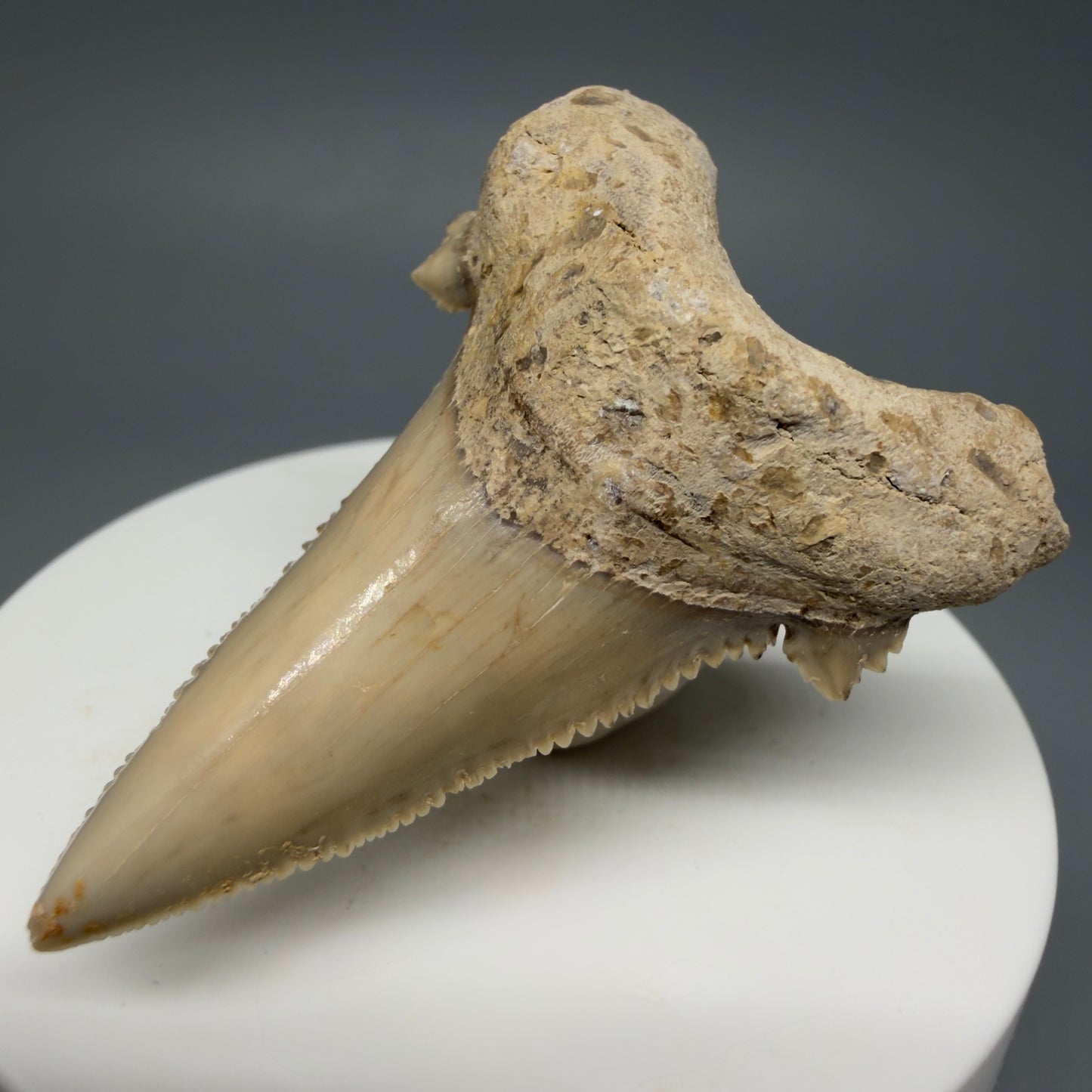 Front Right View Sharply Serrated 2.04" Carcharocles auriculatus Shark Tooth Fossil - Central Kazakhstan AU390