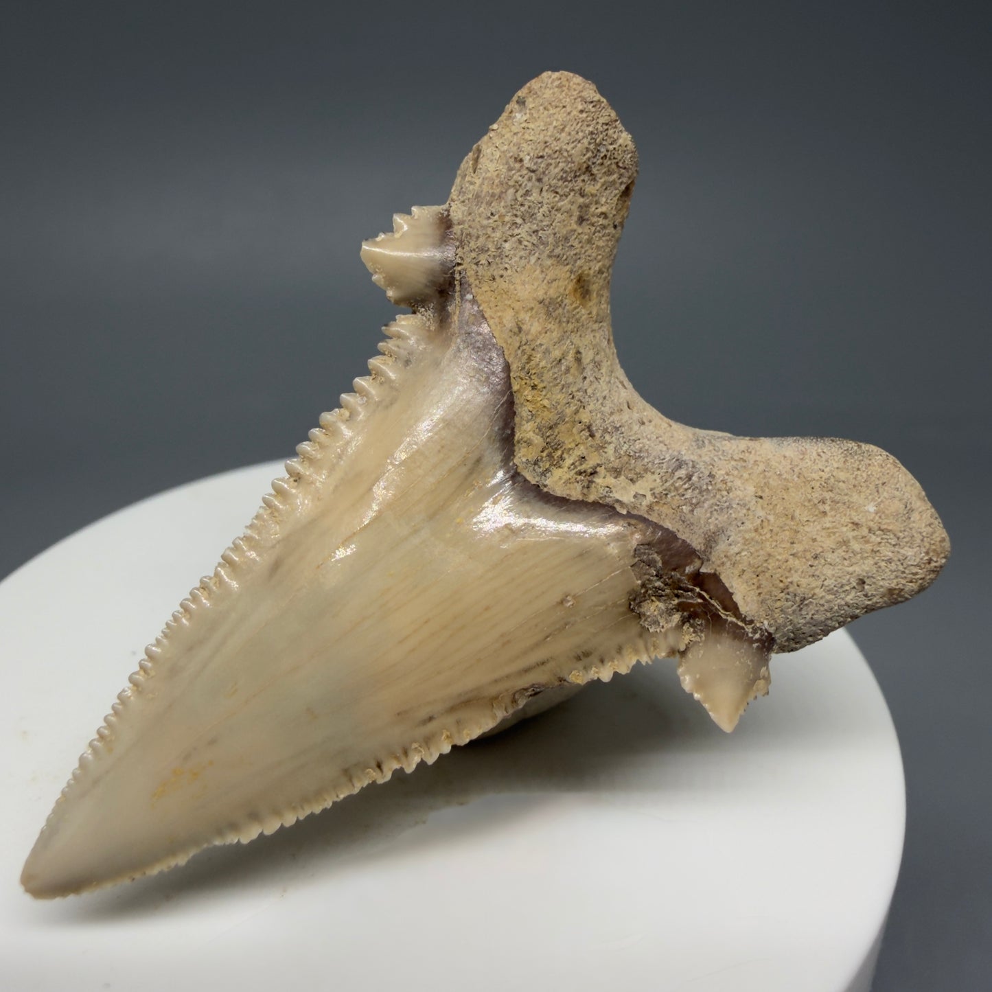 Back Right View Sharply Serrated 2.04" Carcharocles auriculatus Shark Tooth Fossil - Central Kazakhstan AU390