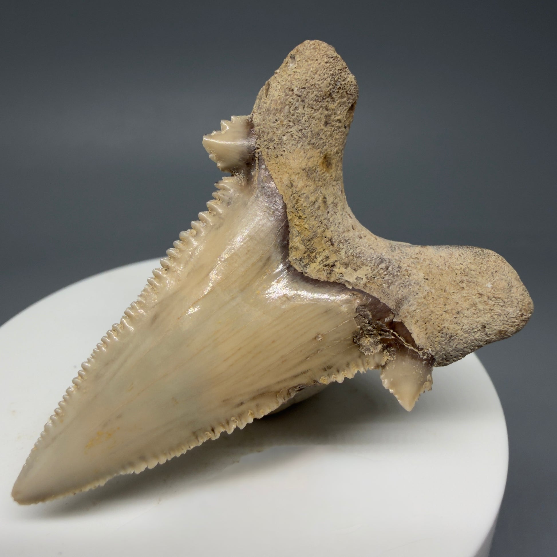 Back Right View Sharply Serrated 2.04" Carcharocles auriculatus Shark Tooth Fossil - Central Kazakhstan AU390