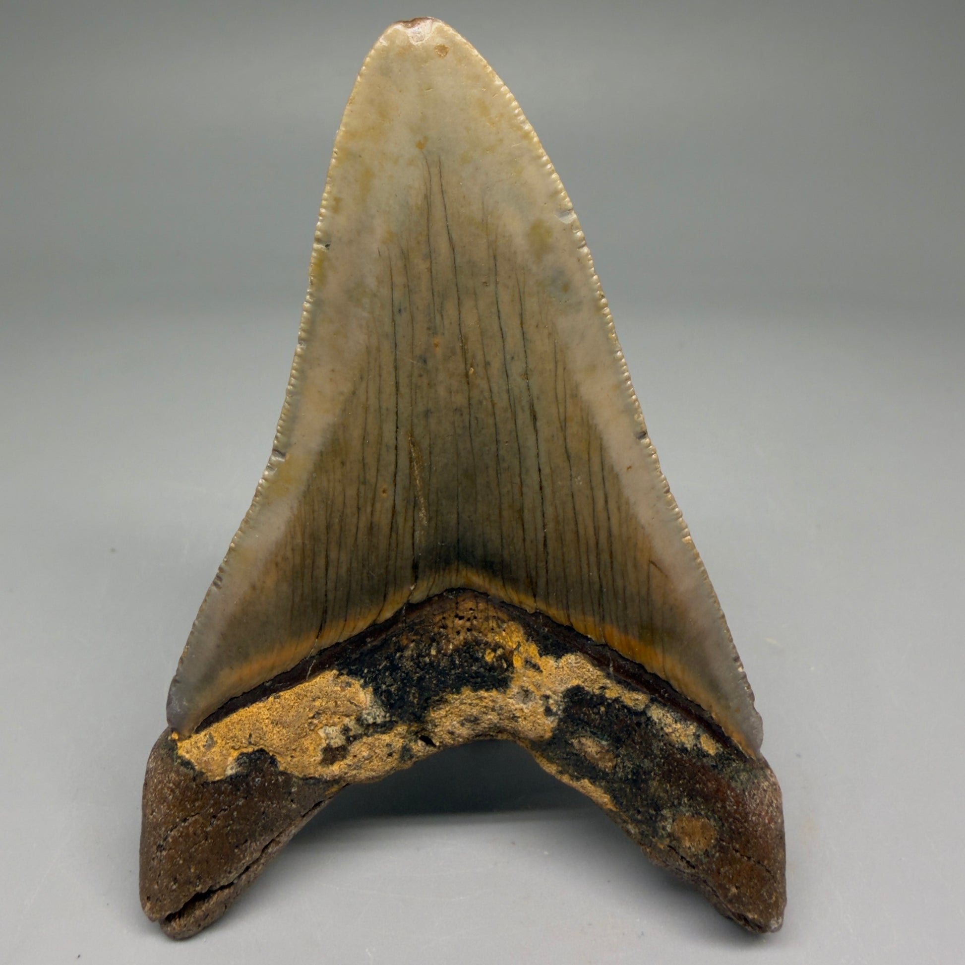 Back  View Colorful 3.78" Fossil Megalodon Tooth from North Carolina - megalodonteeth.com CM5730
