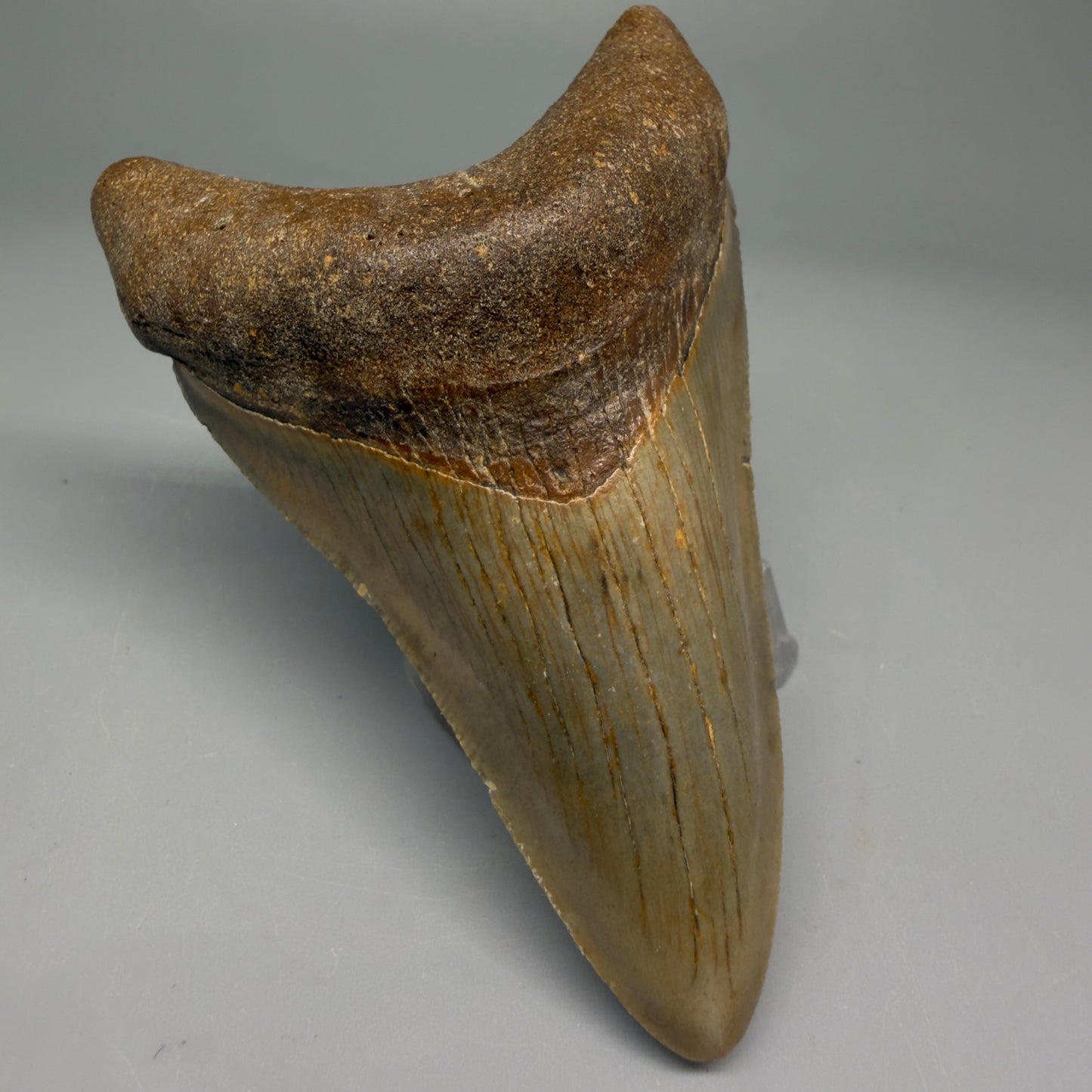 Front Left View Colorful 3.78" Fossil Megalodon Tooth from North Carolina - megalodonteeth.com CM5730